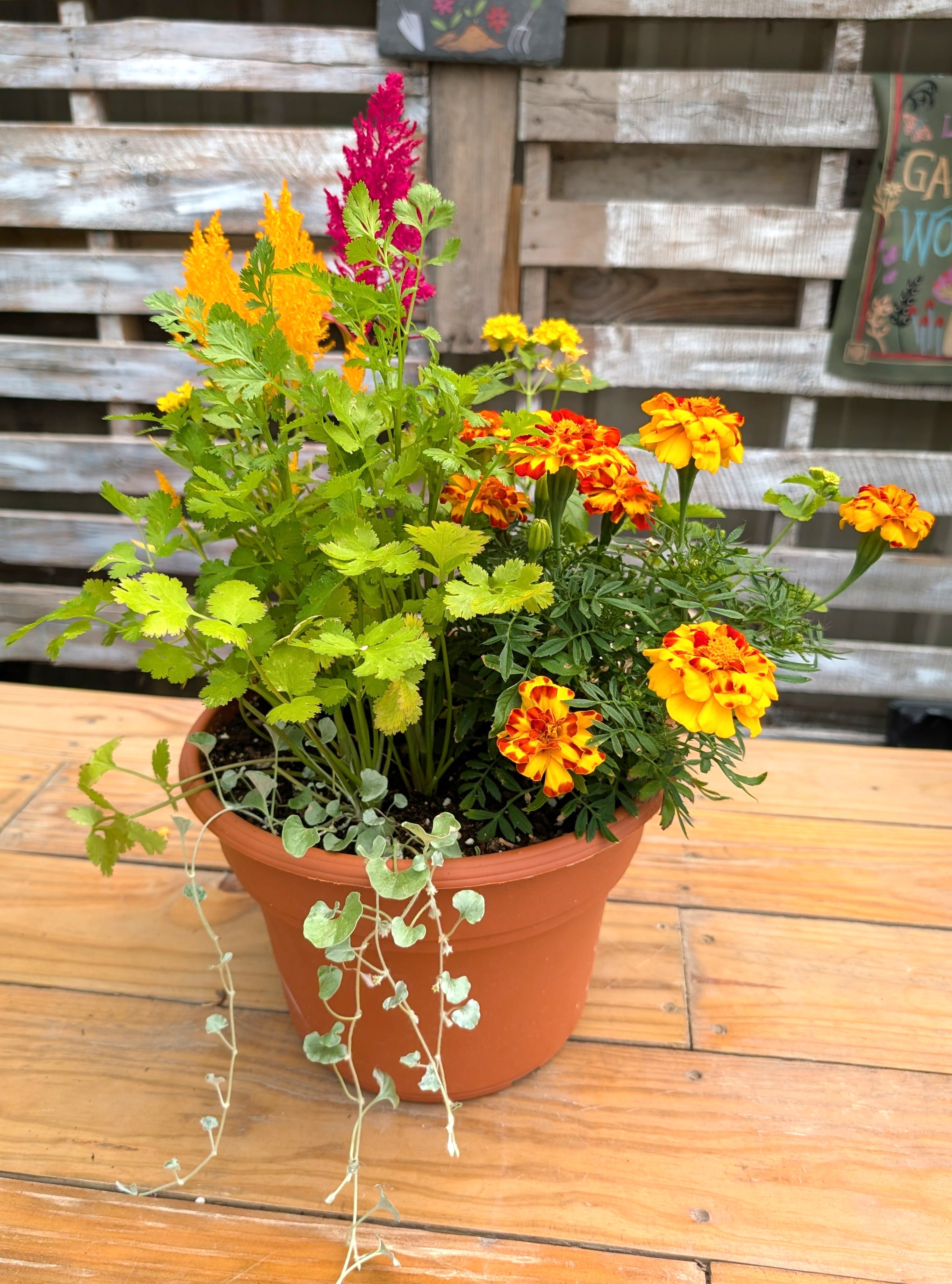 Pollinator Pot