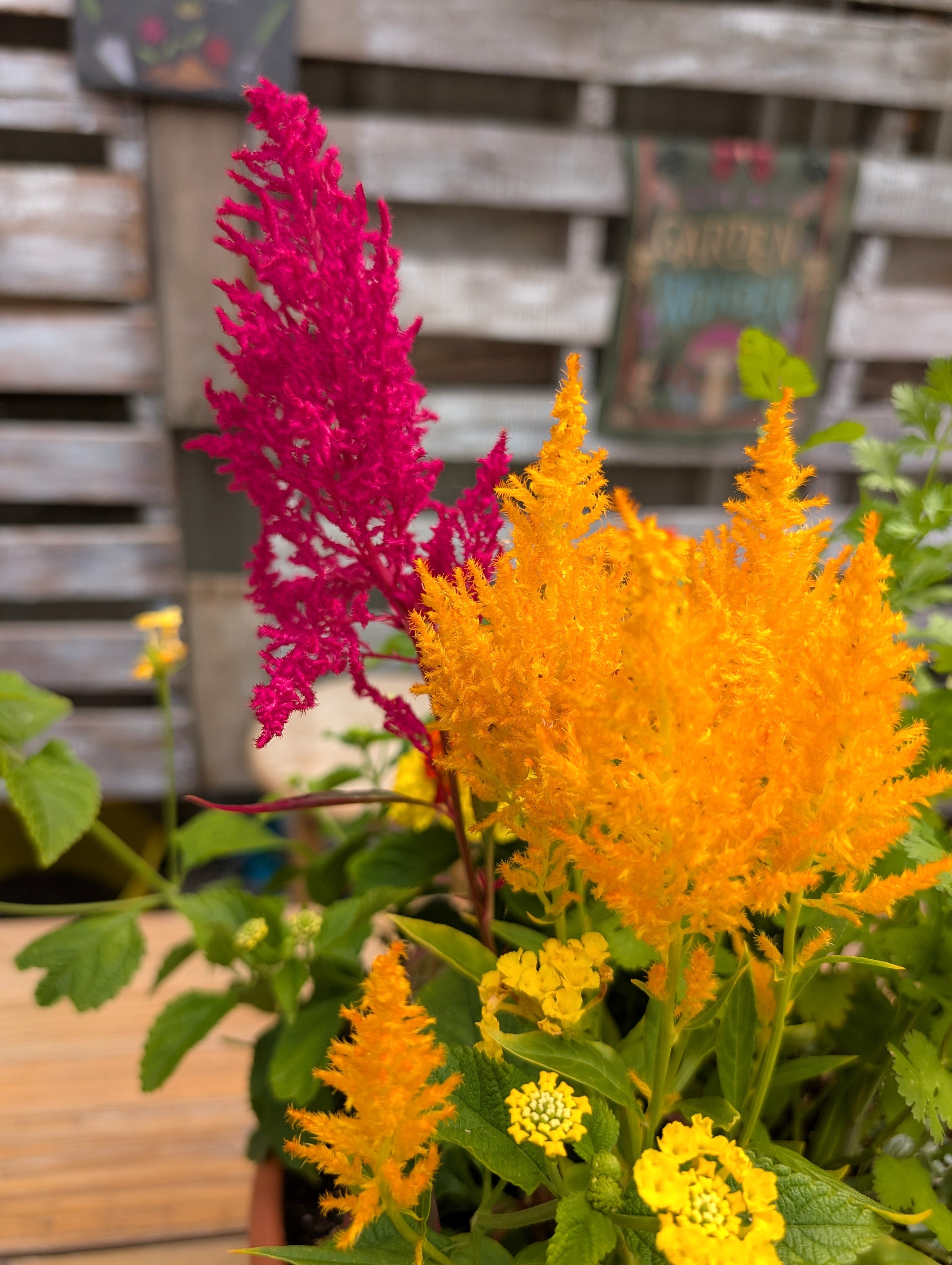 Pollinator Pot