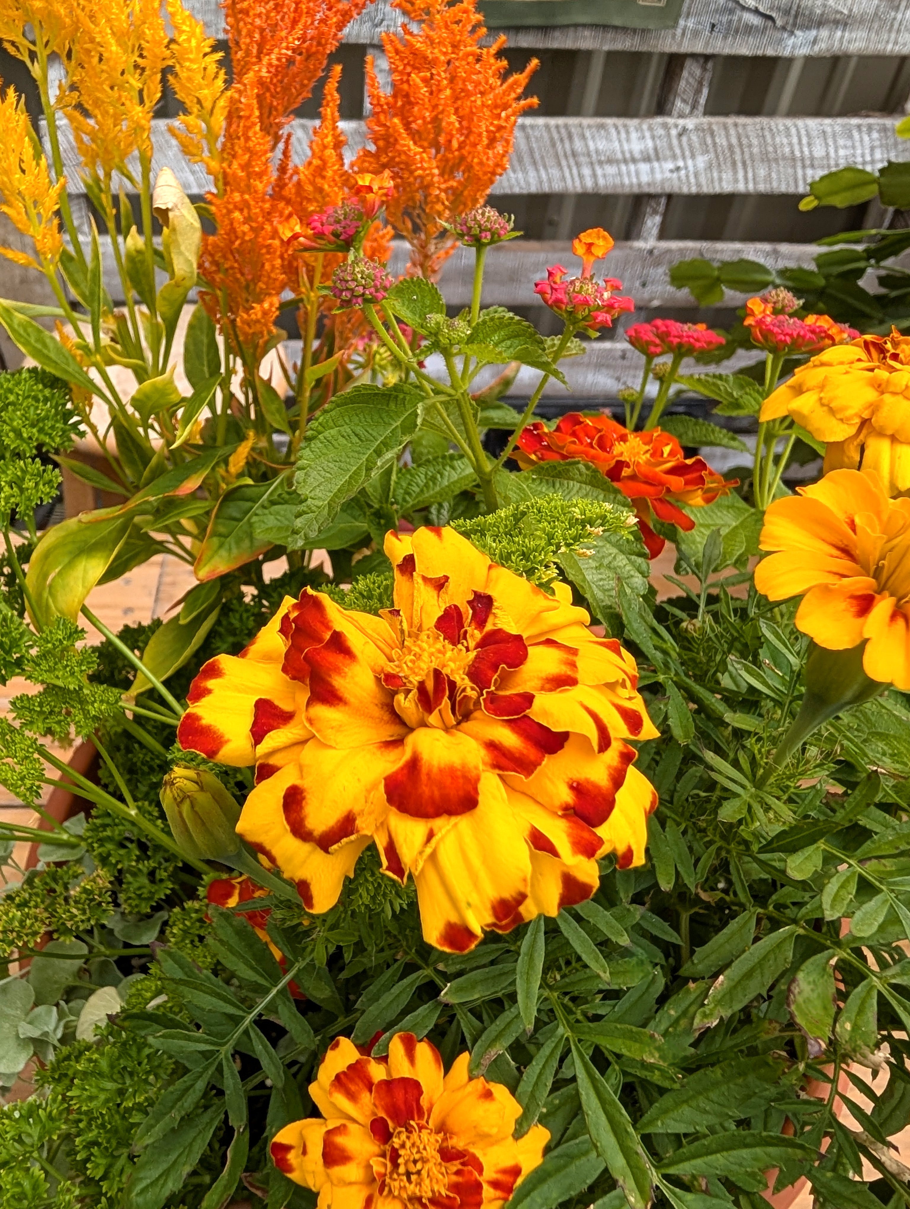 Pollinator Pot