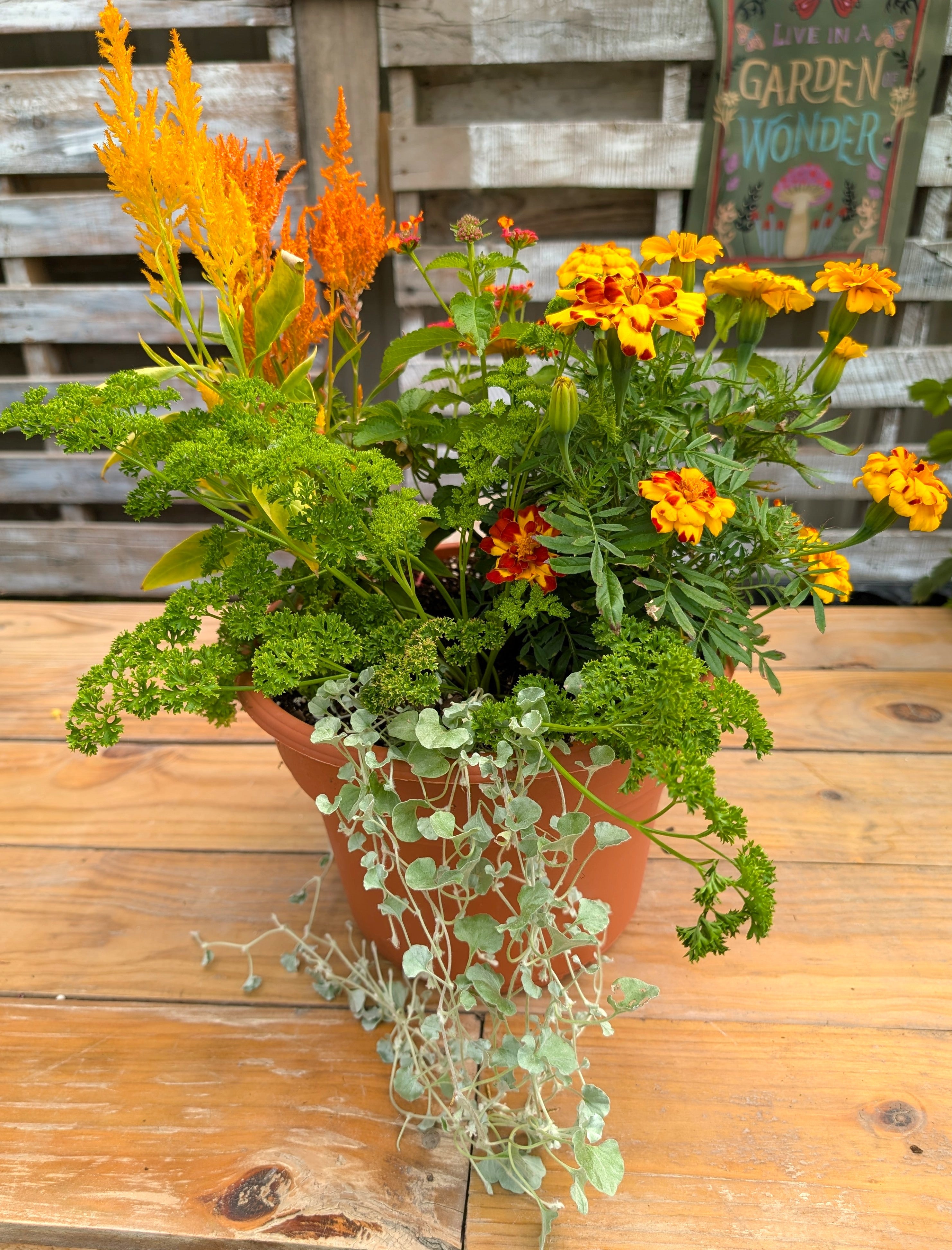 Pollinator Pot