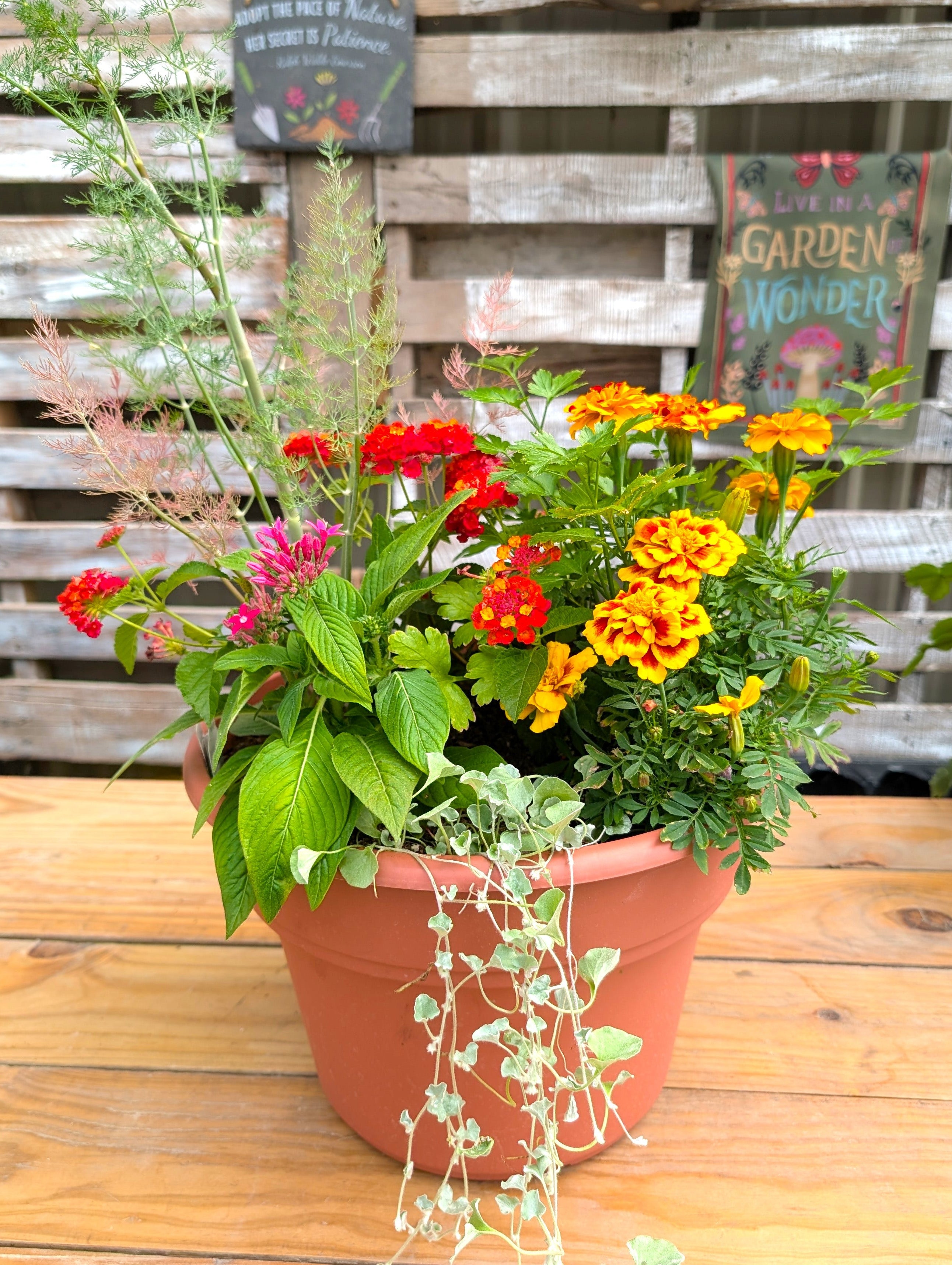 Big Bloom Pollinator Pot