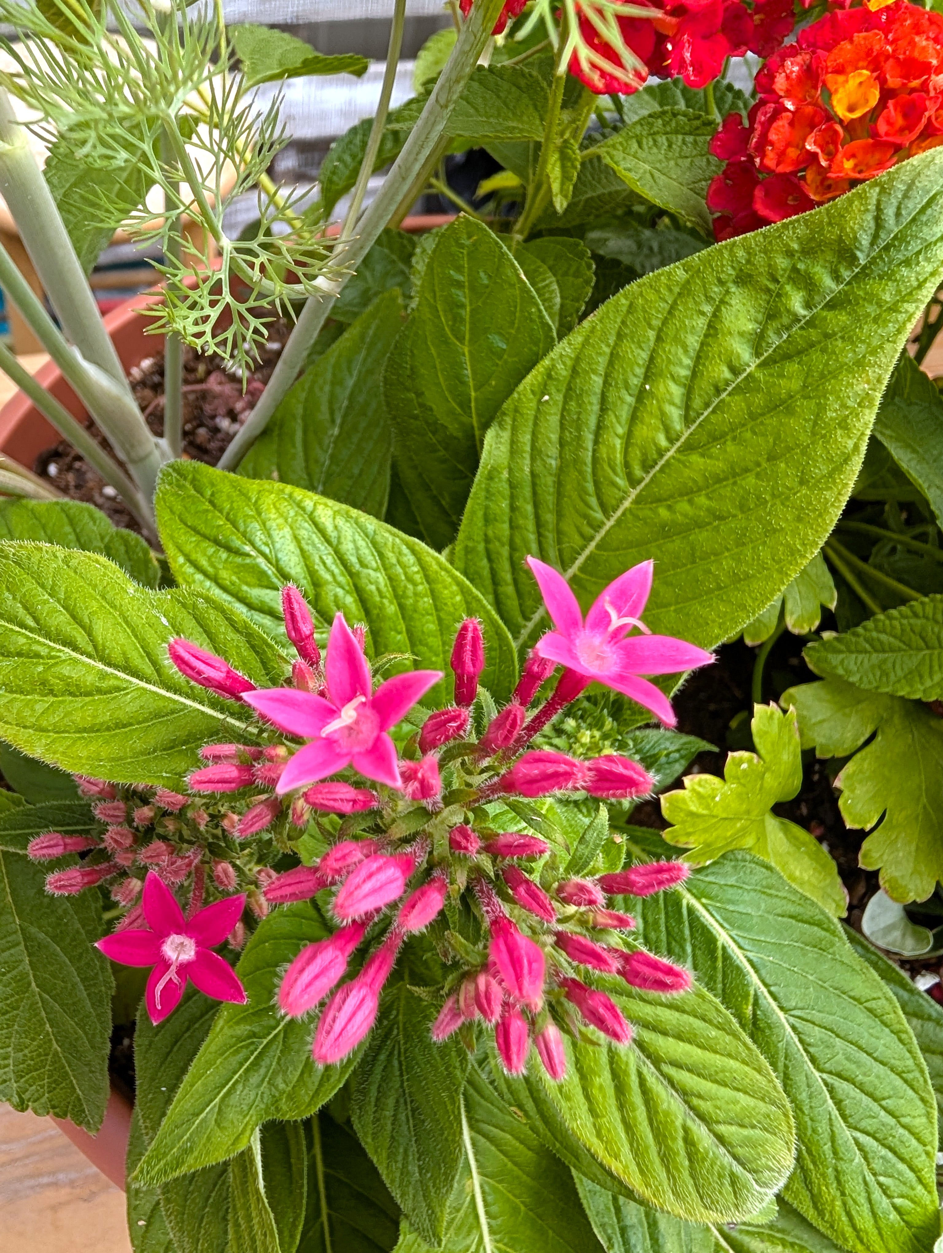 Big Bloom Pollinator Pot