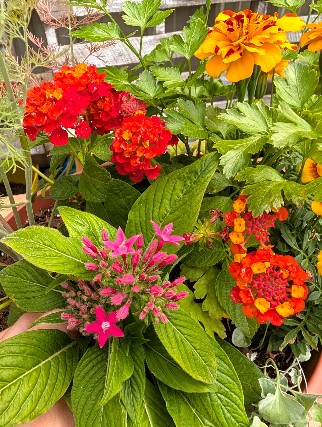 Big Bloom Pollinator Pot