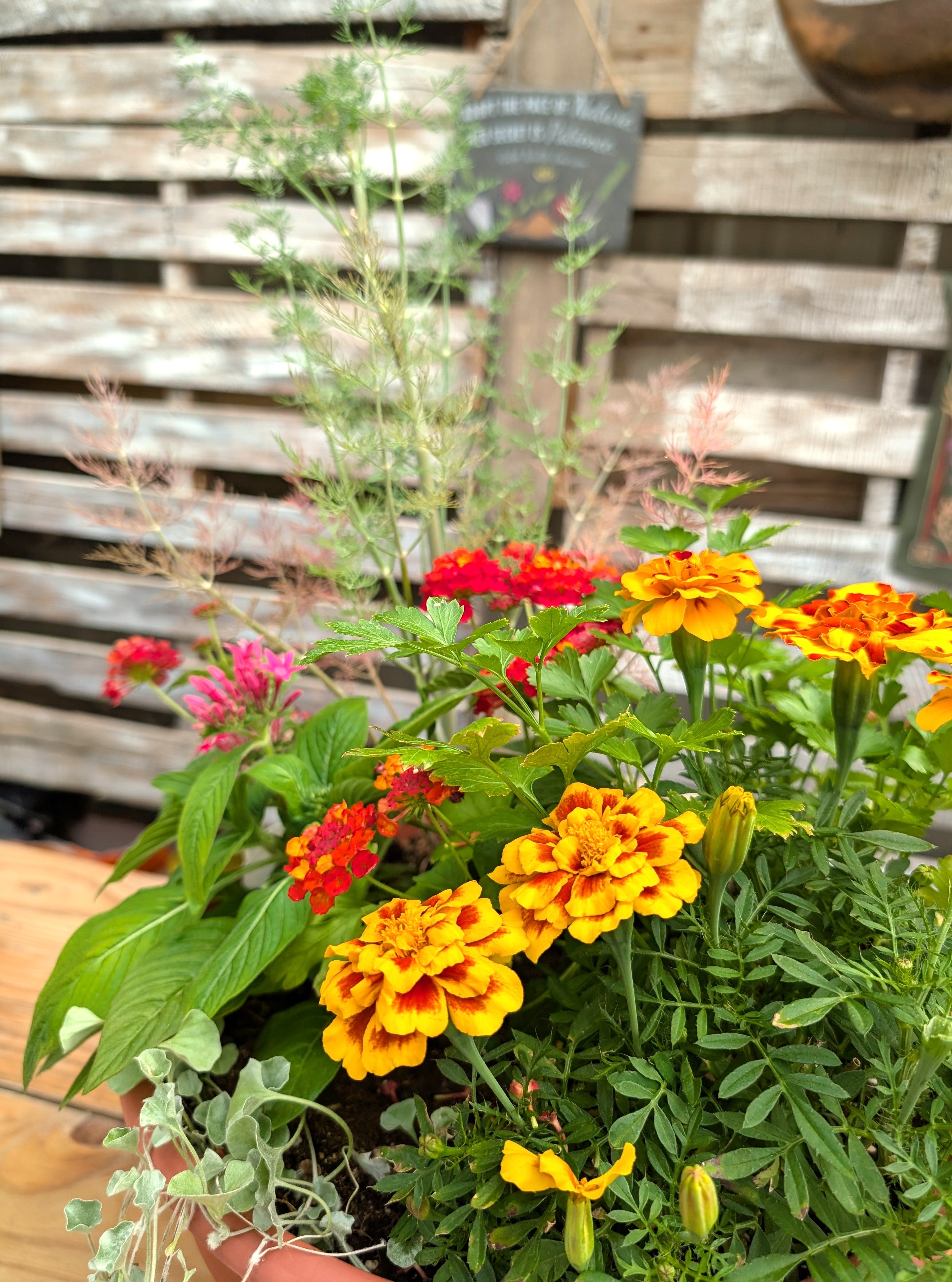 Big Bloom Pollinator Pot