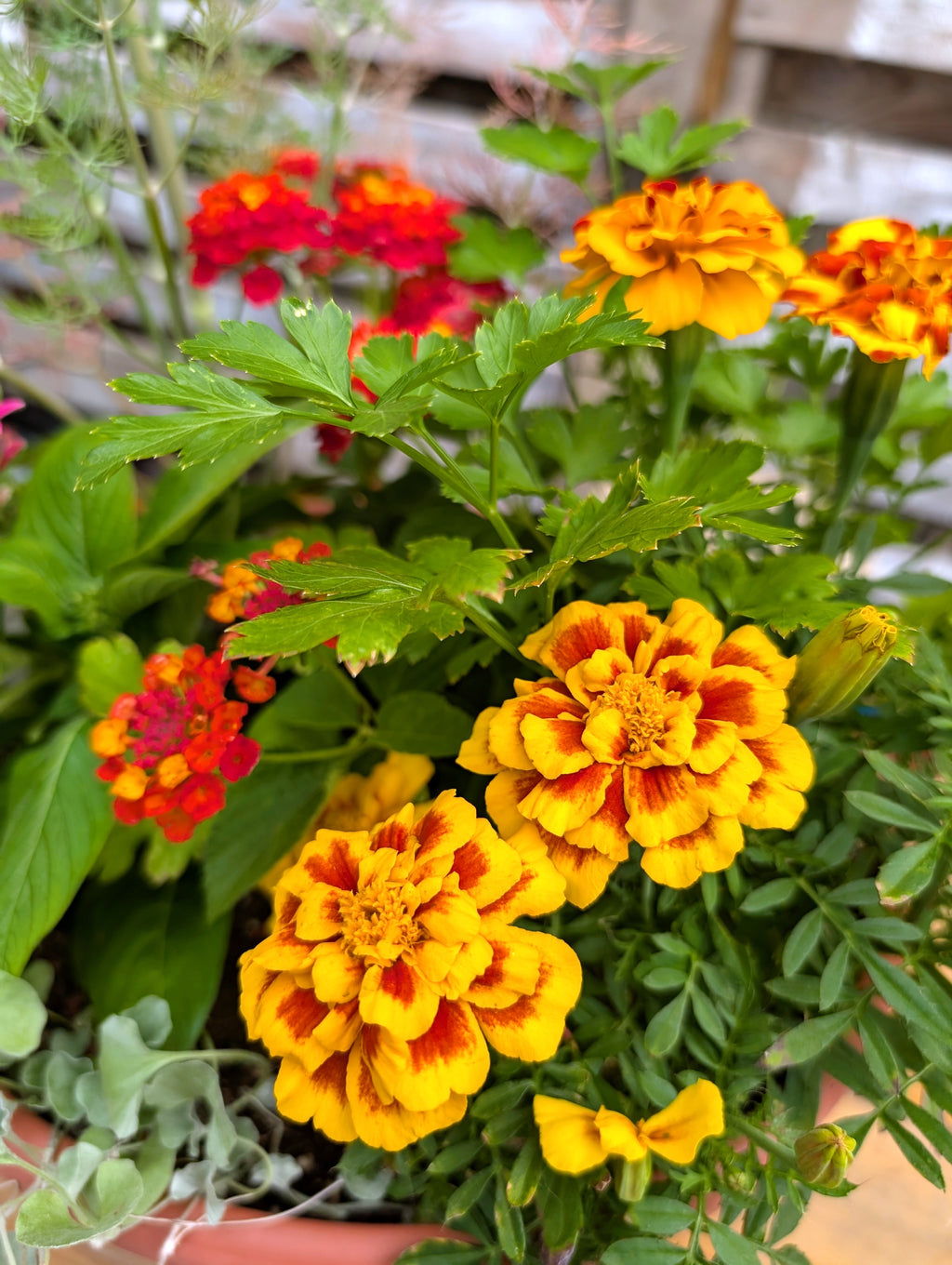 Big Bloom Pollinator Pot