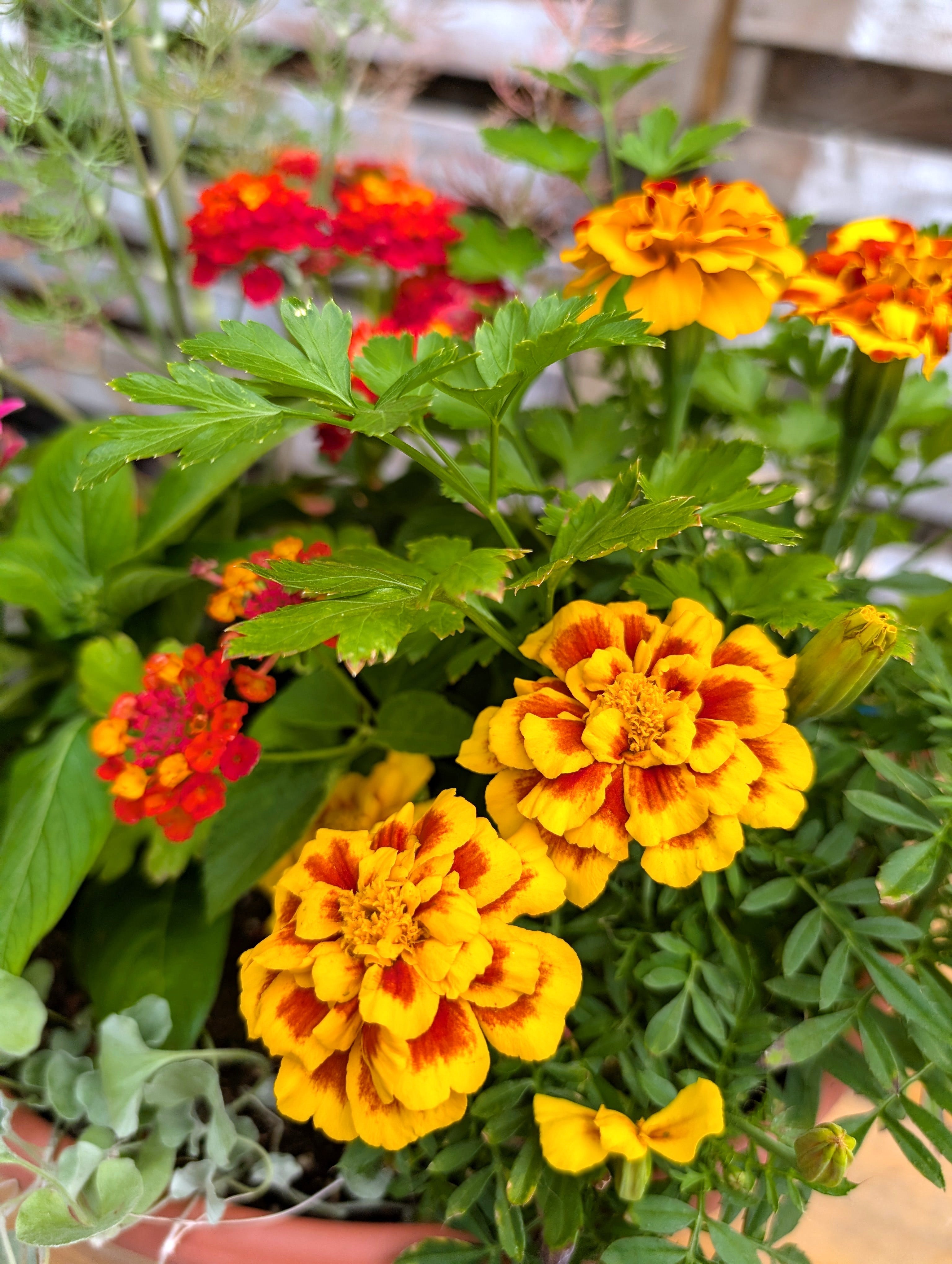 Big Bloom Pollinator Pot
