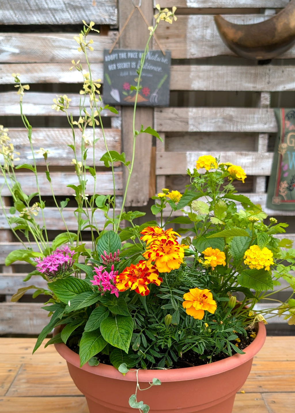 Big Bloom Pollinator Pot