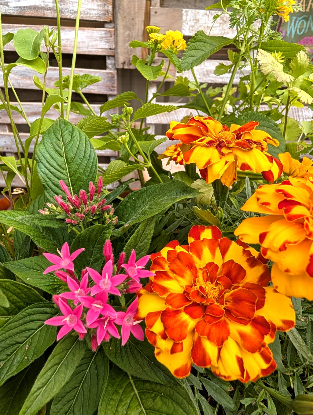 Big Bloom Pollinator Pot