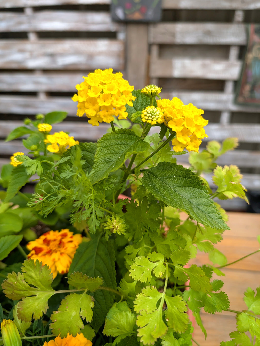 Big Bloom Pollinator Pot