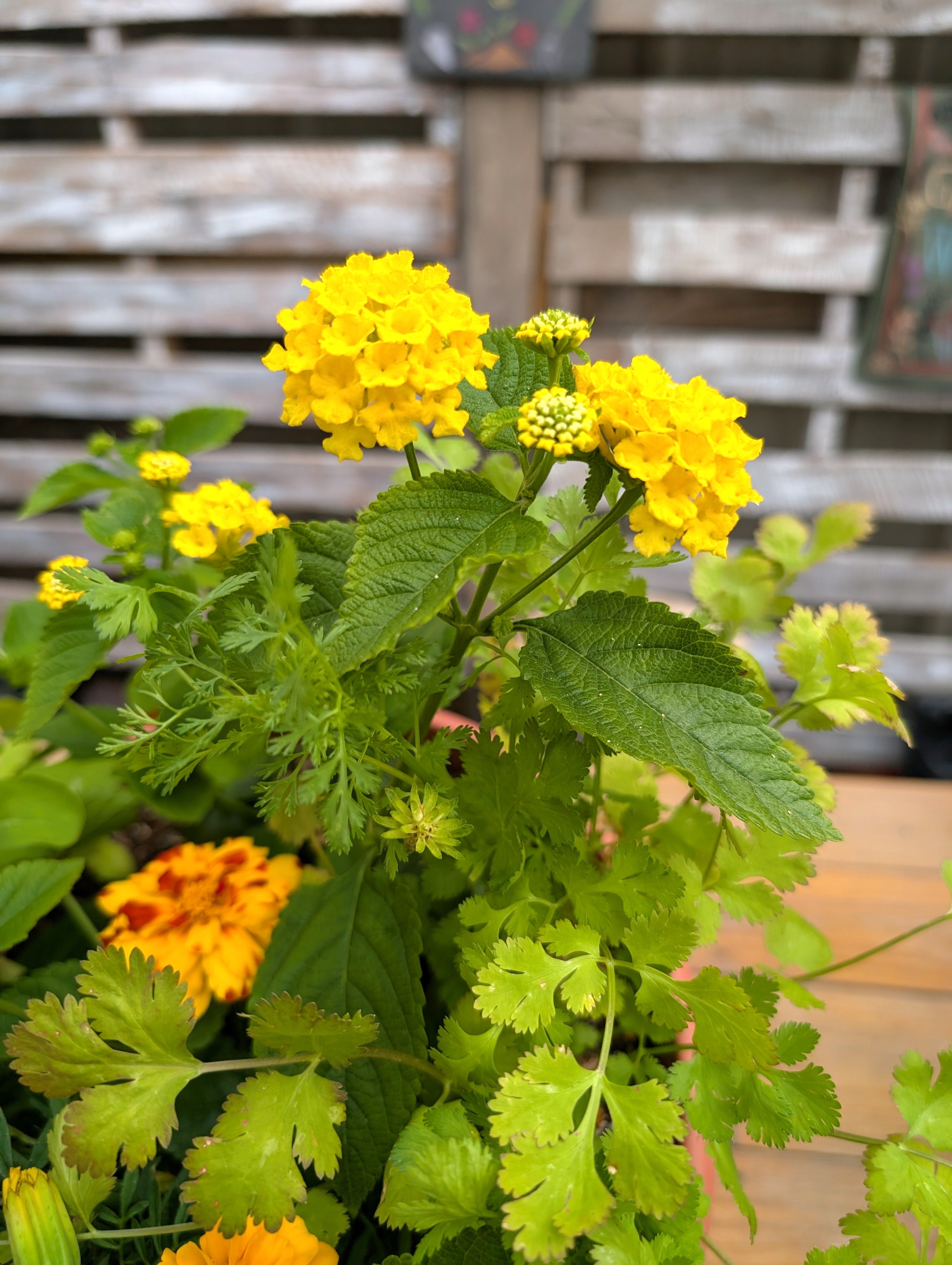 Big Bloom Pollinator Pot