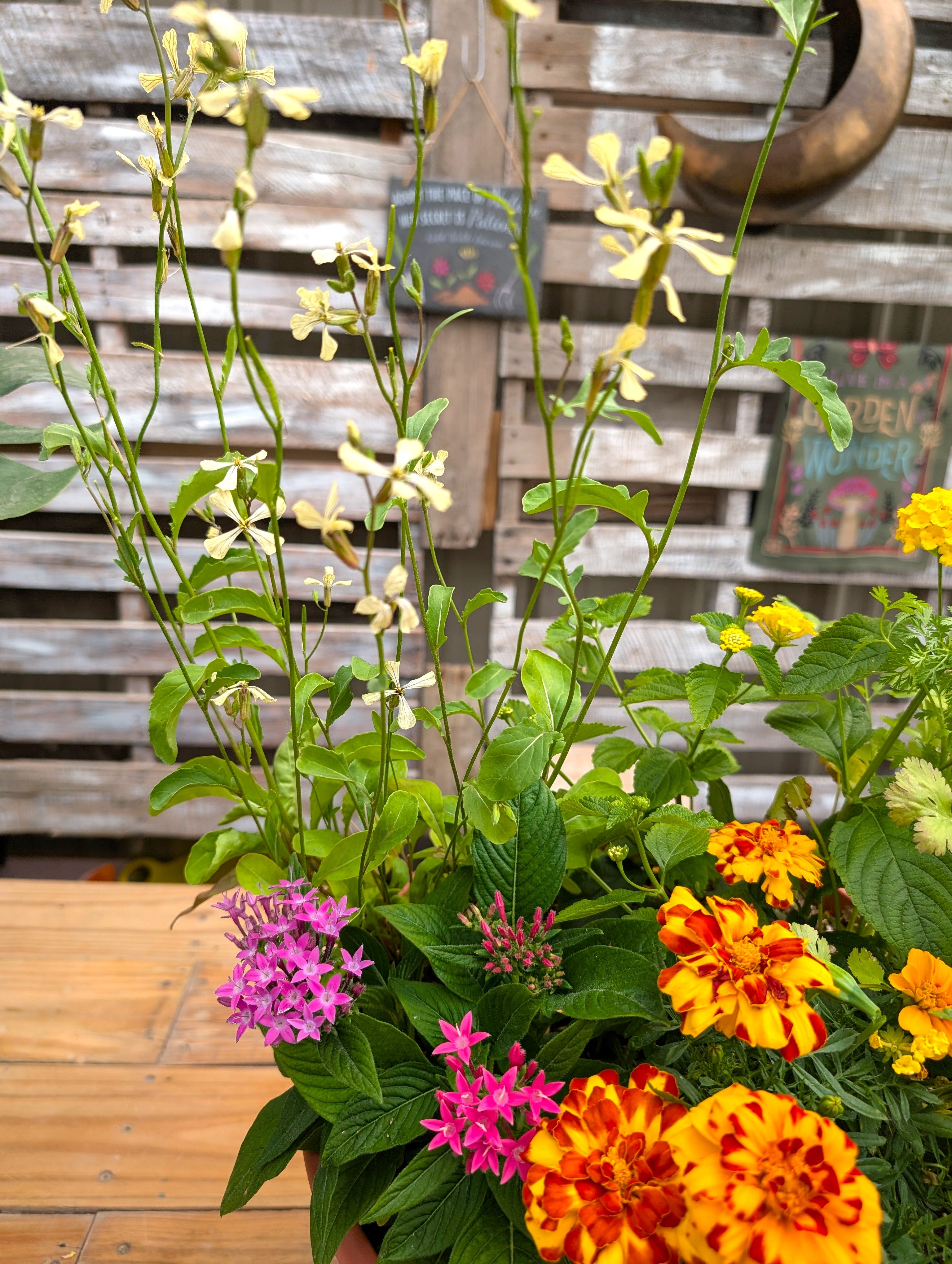 Big Bloom Pollinator Pot