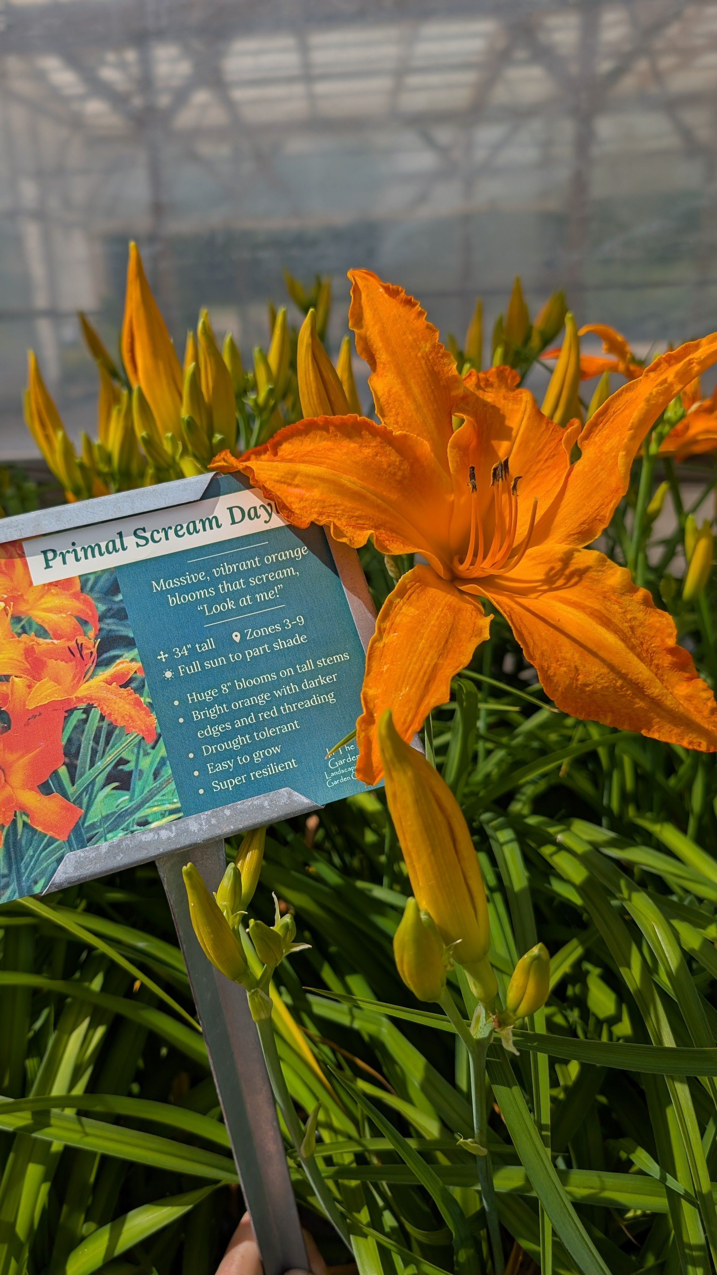 Primal Scream Daylily