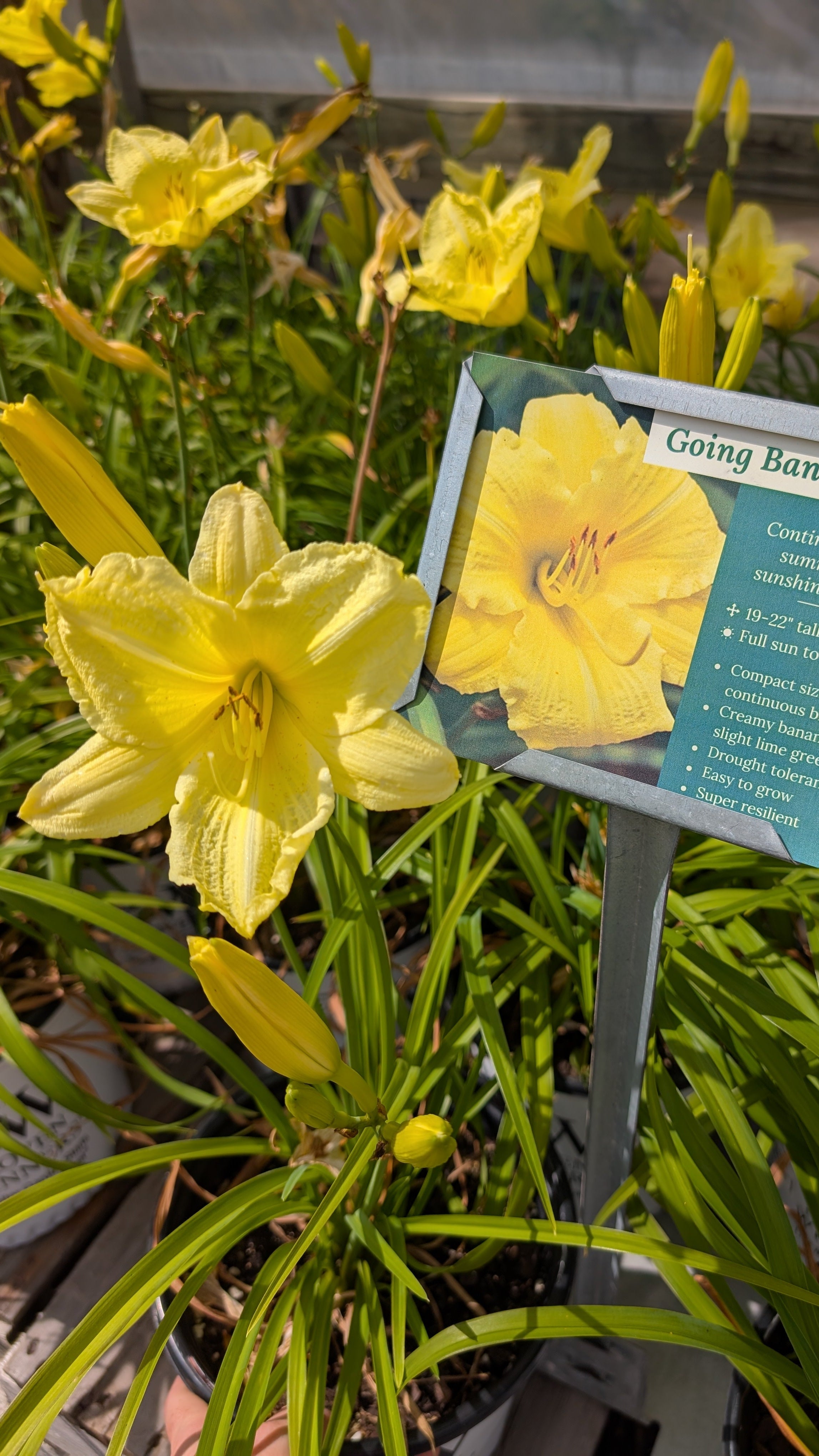 Going Bananas Daylily