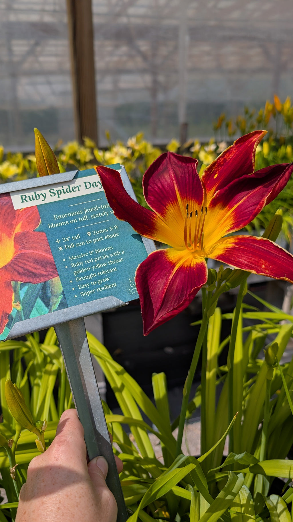 Ruby Spider Daylily