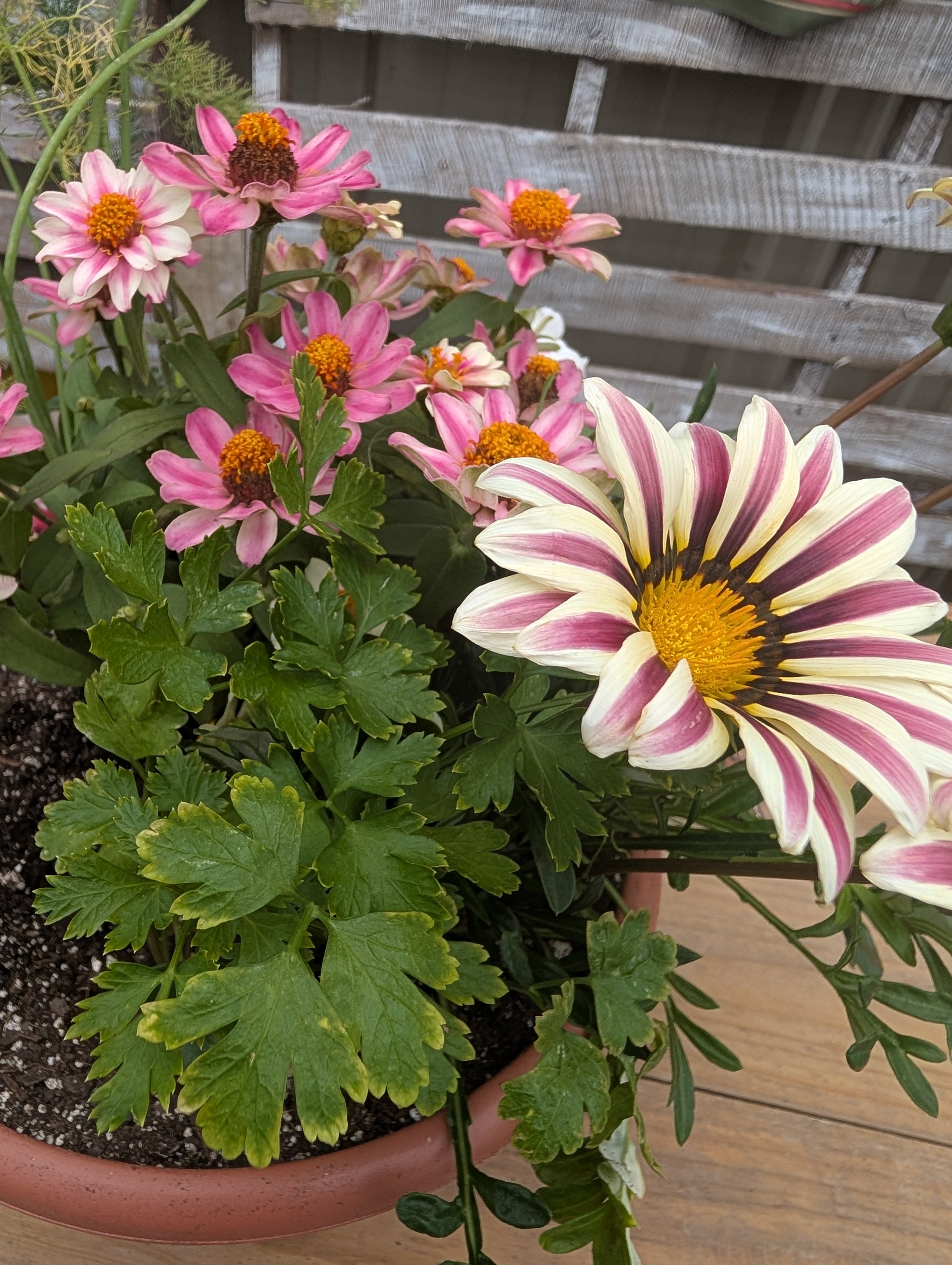 Build Your Own Pollinator Pot Workshop