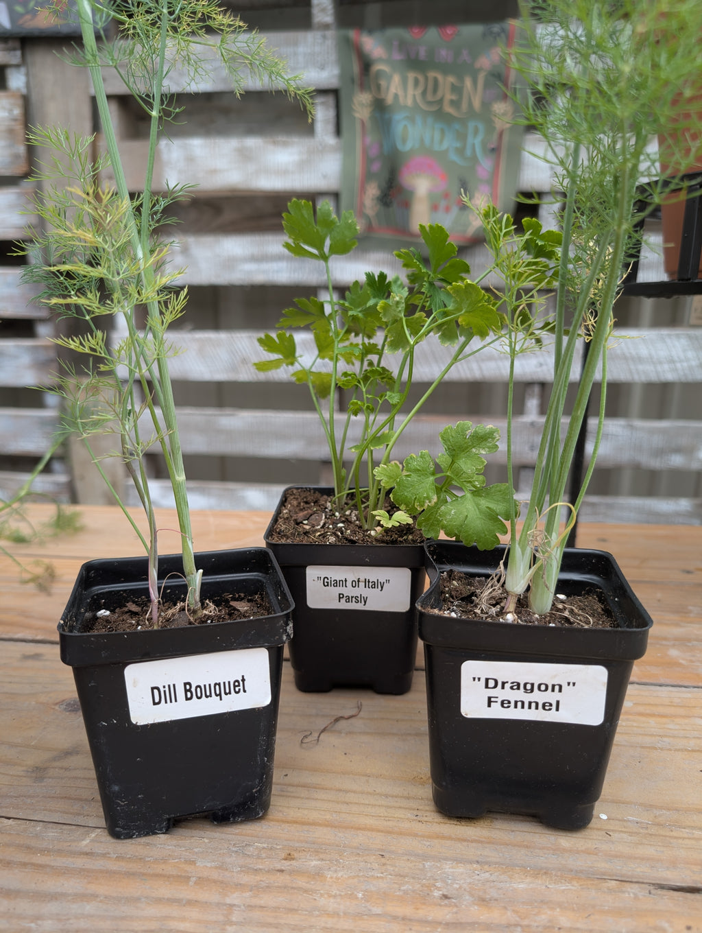 Build Your Own Pollinator Pot Workshop