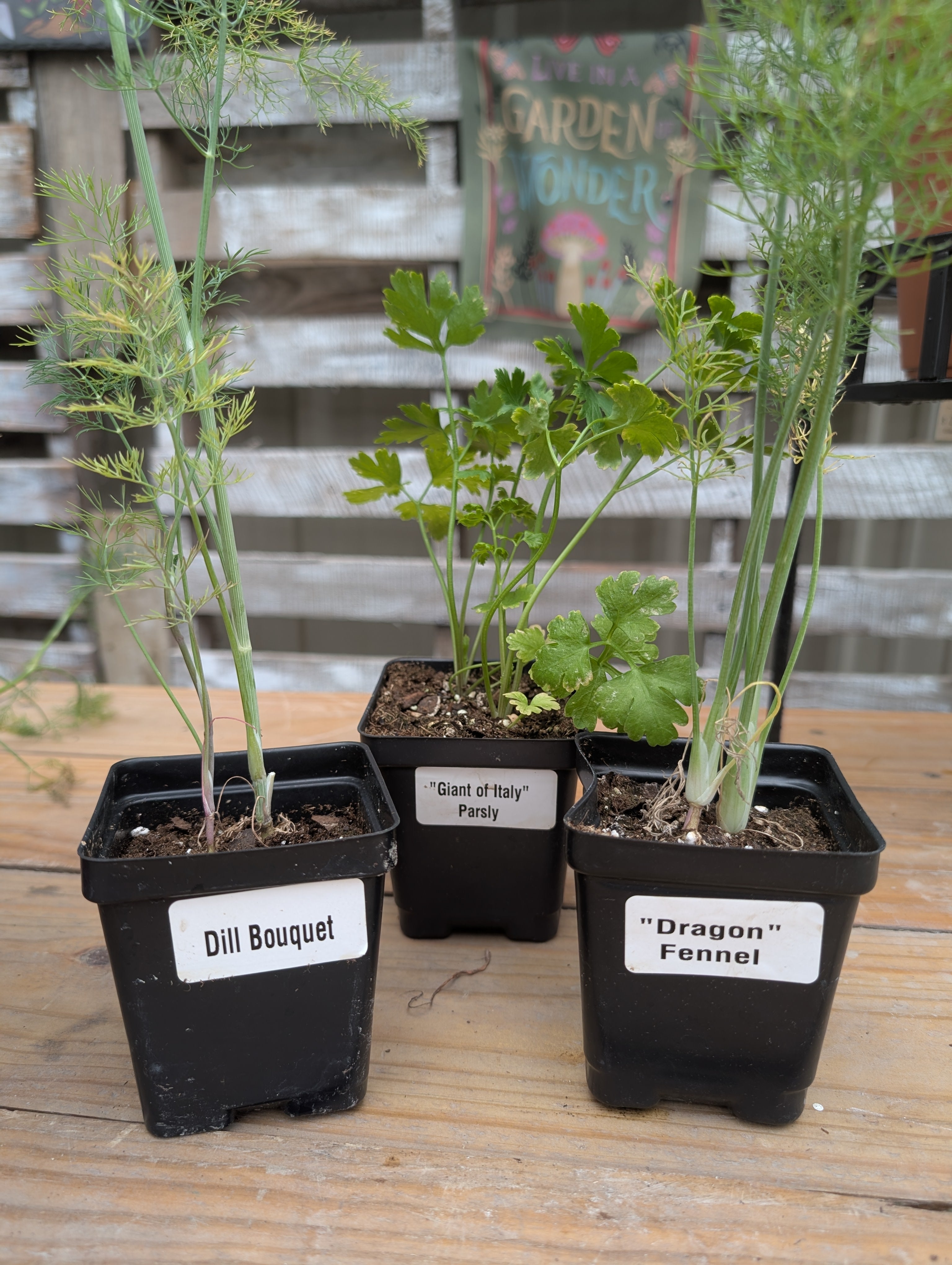 Build Your Own Pollinator Pot Workshop