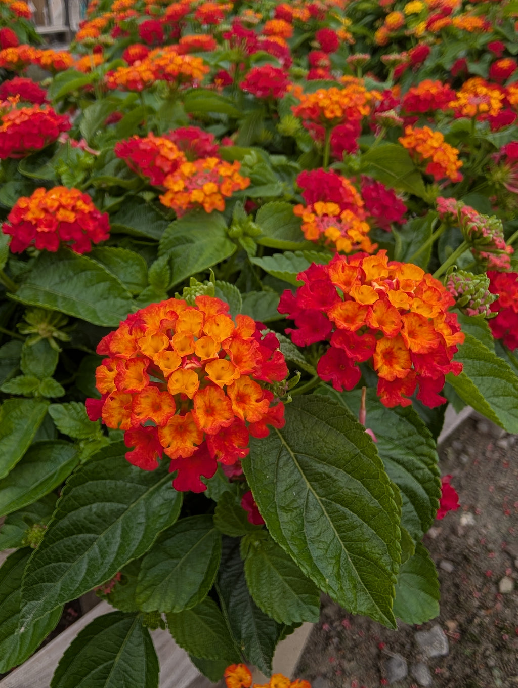 Hot Blooded Red Lantana Porch Pot
