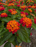 Hot Blooded Red Lantana Porch Pot