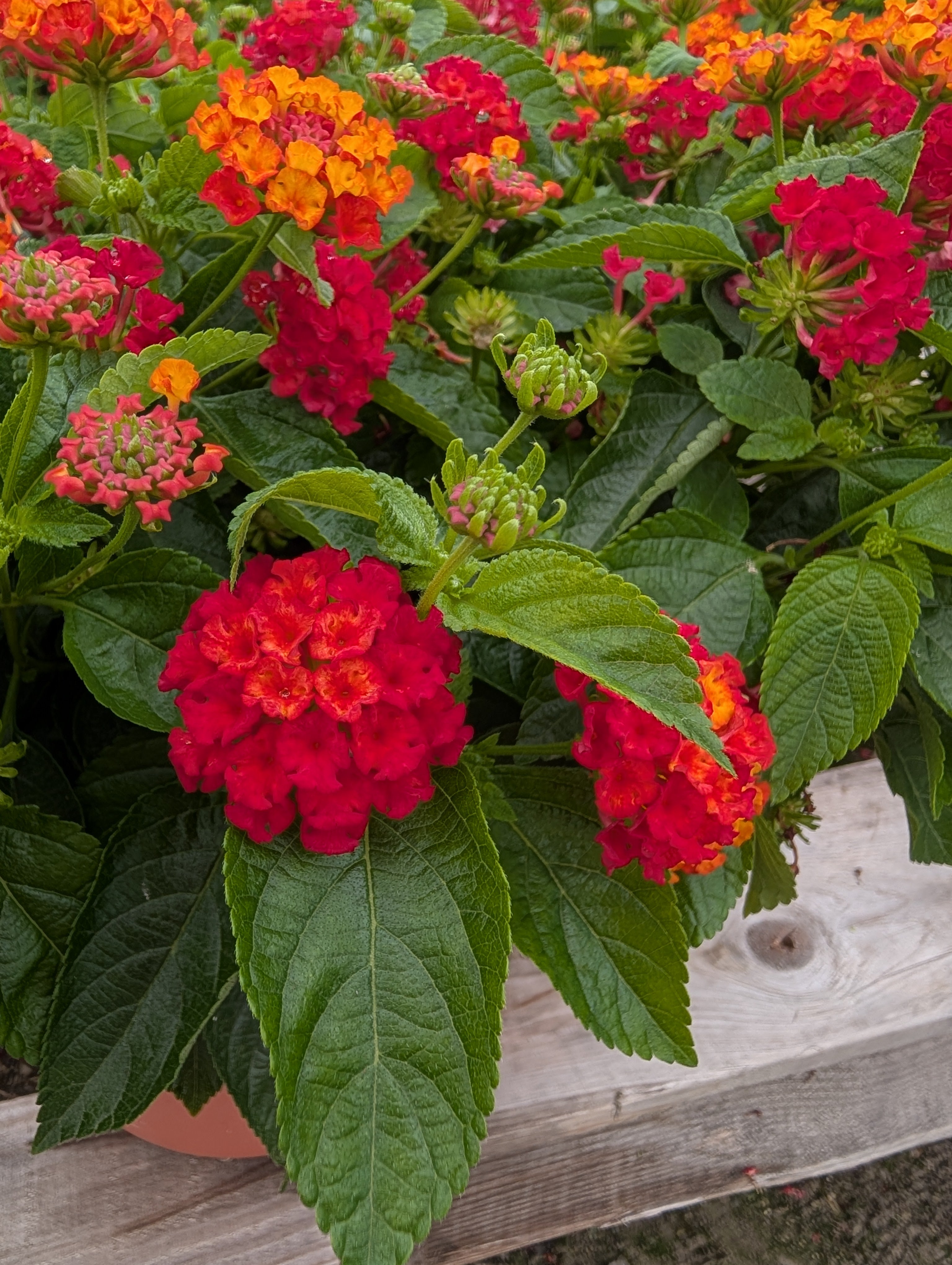 Hot Blooded Red Lantana Porch Pot