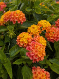 Mango Lantana Porch Pot