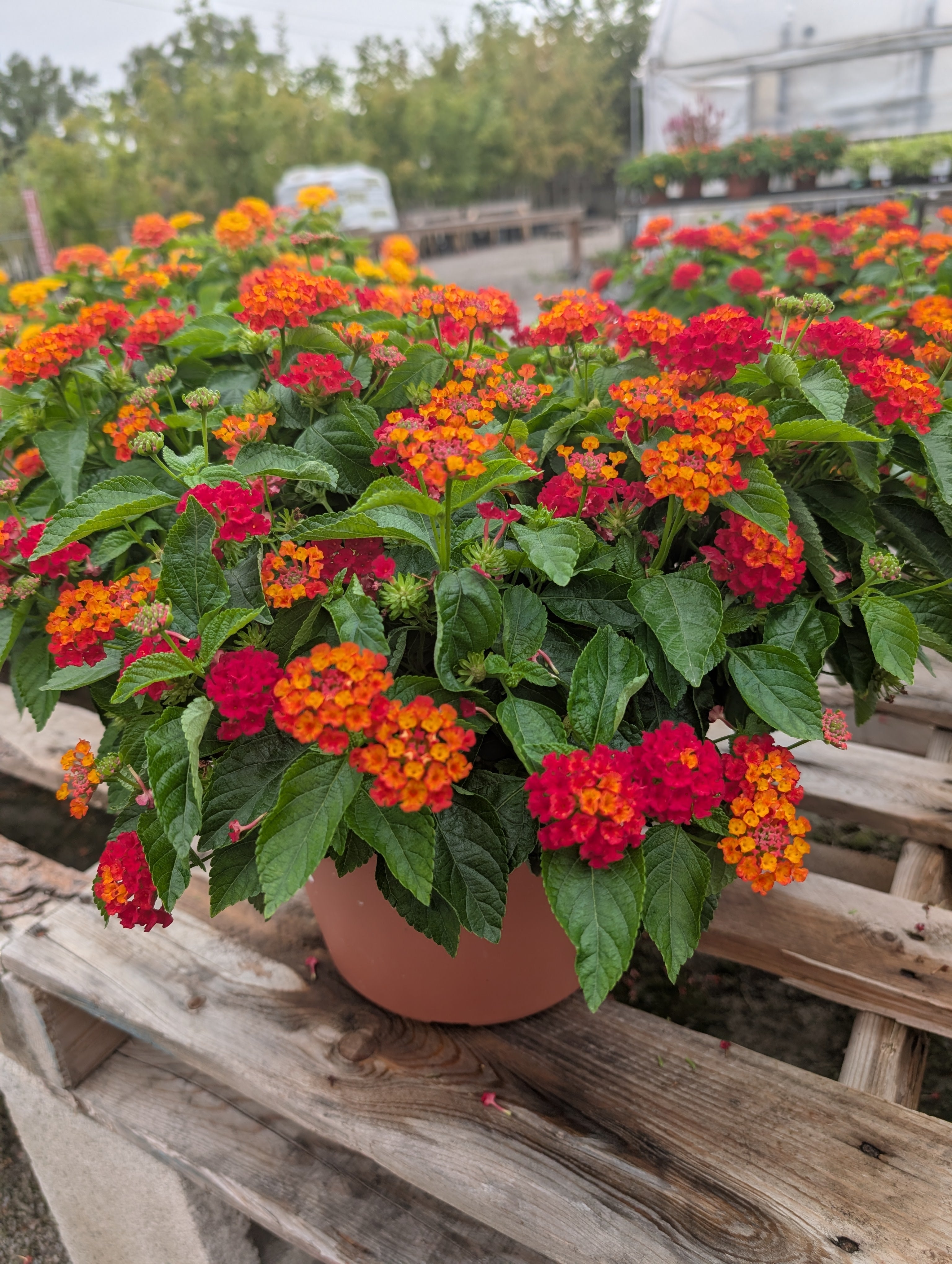Hot Blooded Red Lantana Porch Pot