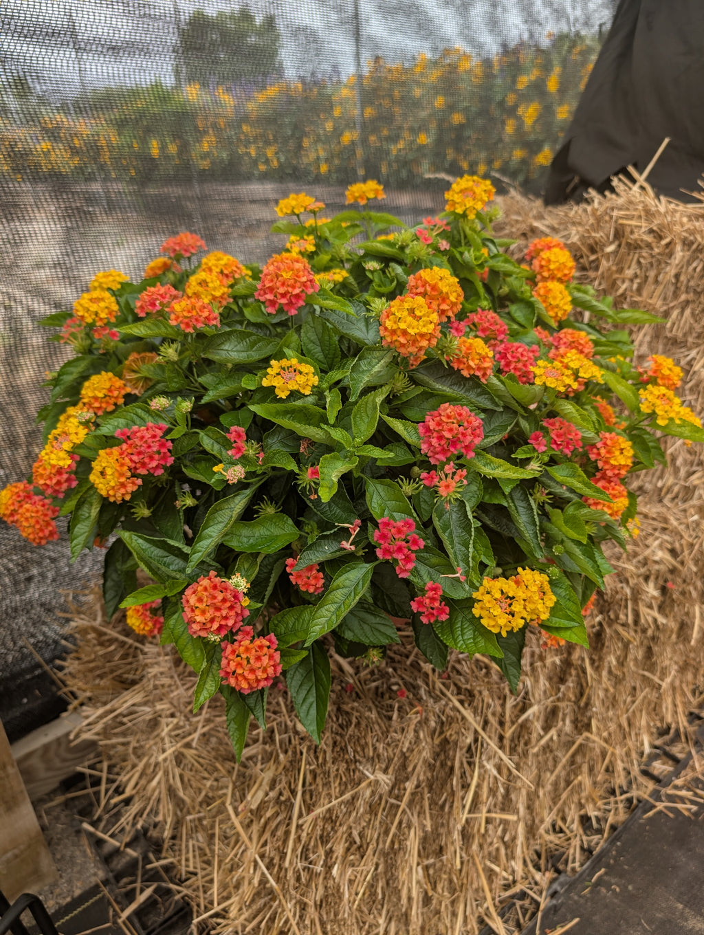 Mango Lantana Porch Pot
