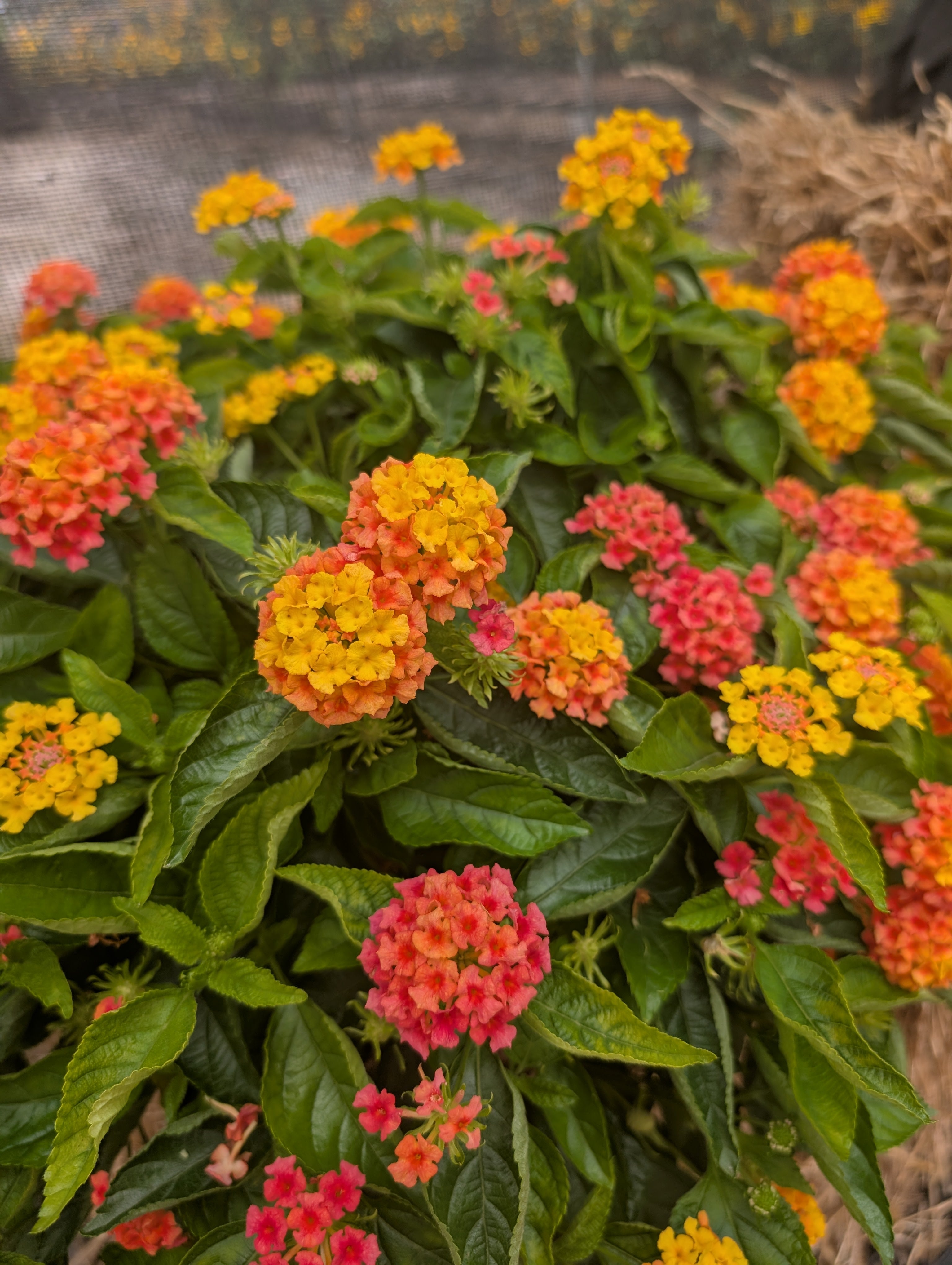 Mango Lantana Porch Pot