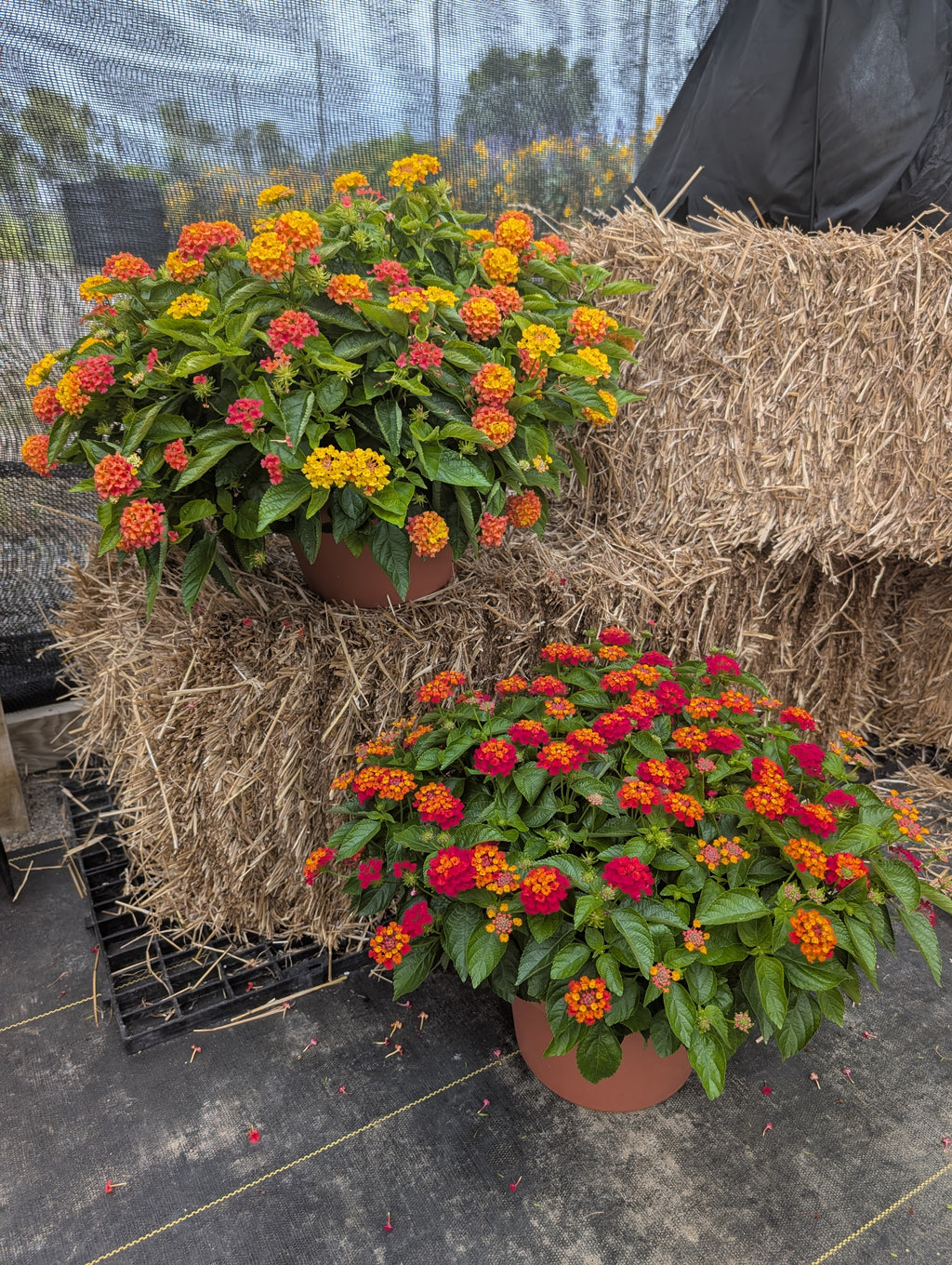 Hot Blooded Red Lantana Porch Pot