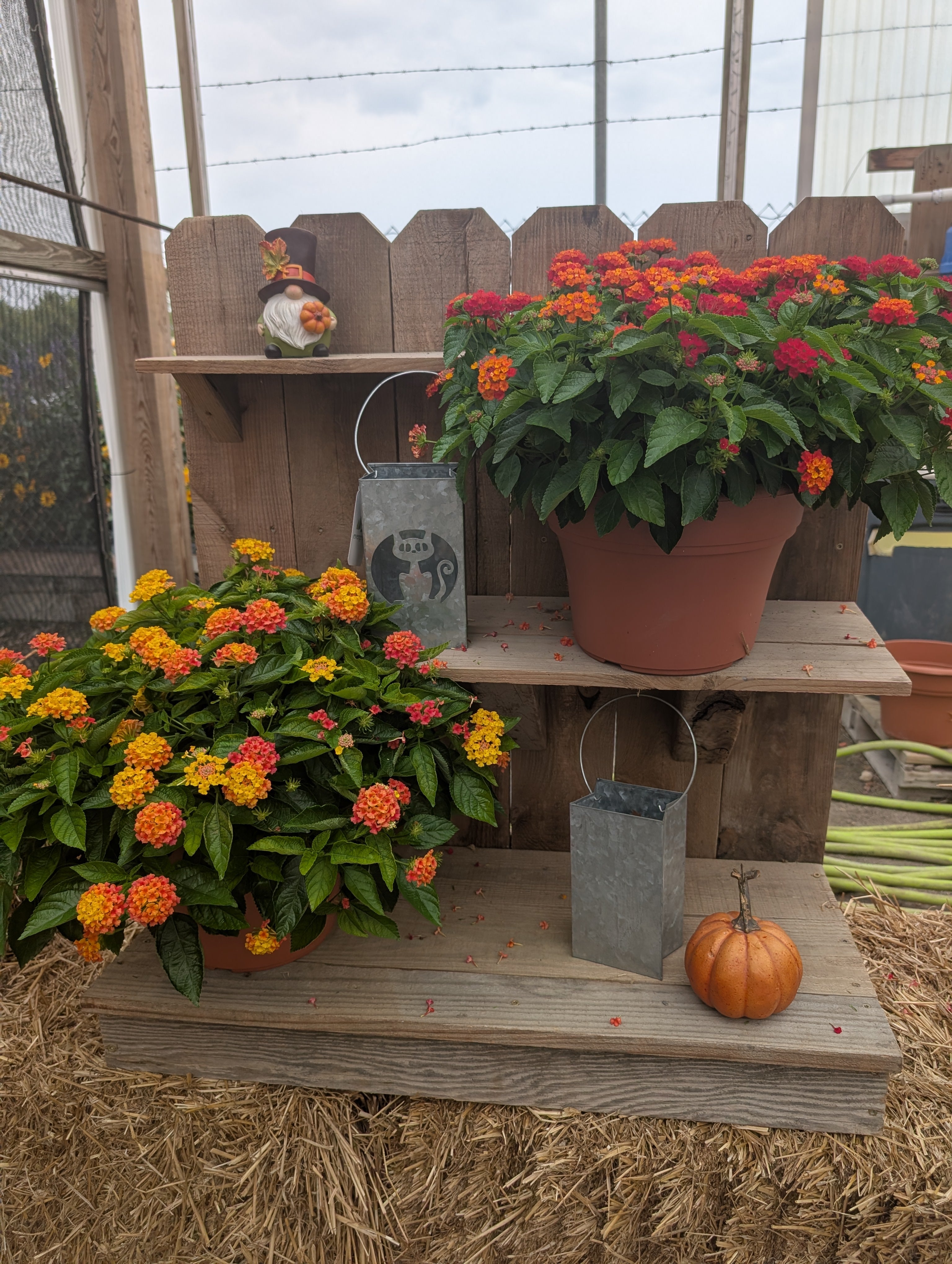 Hot Blooded Red Lantana Porch Pot