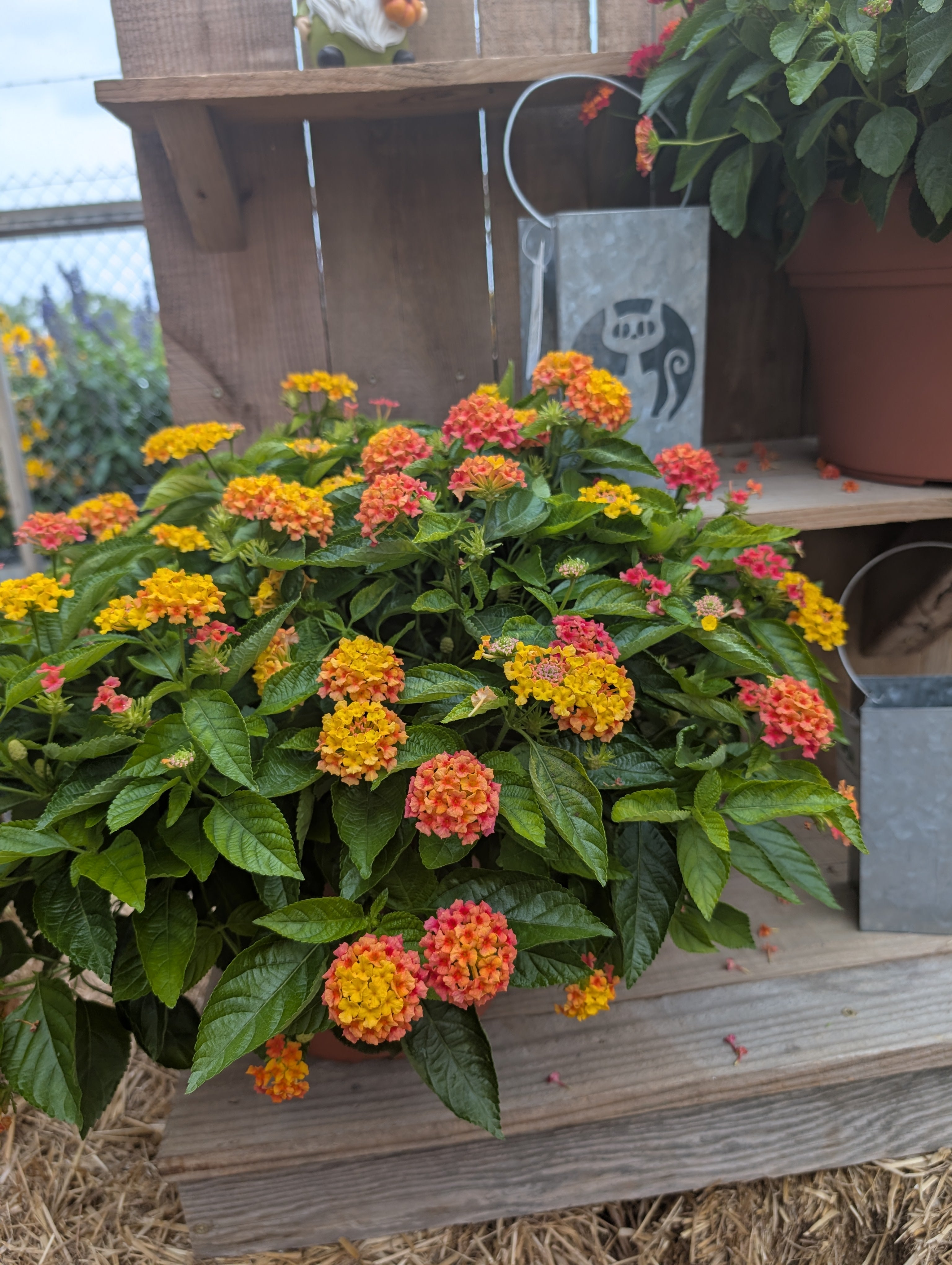 Mango Lantana Porch Pot