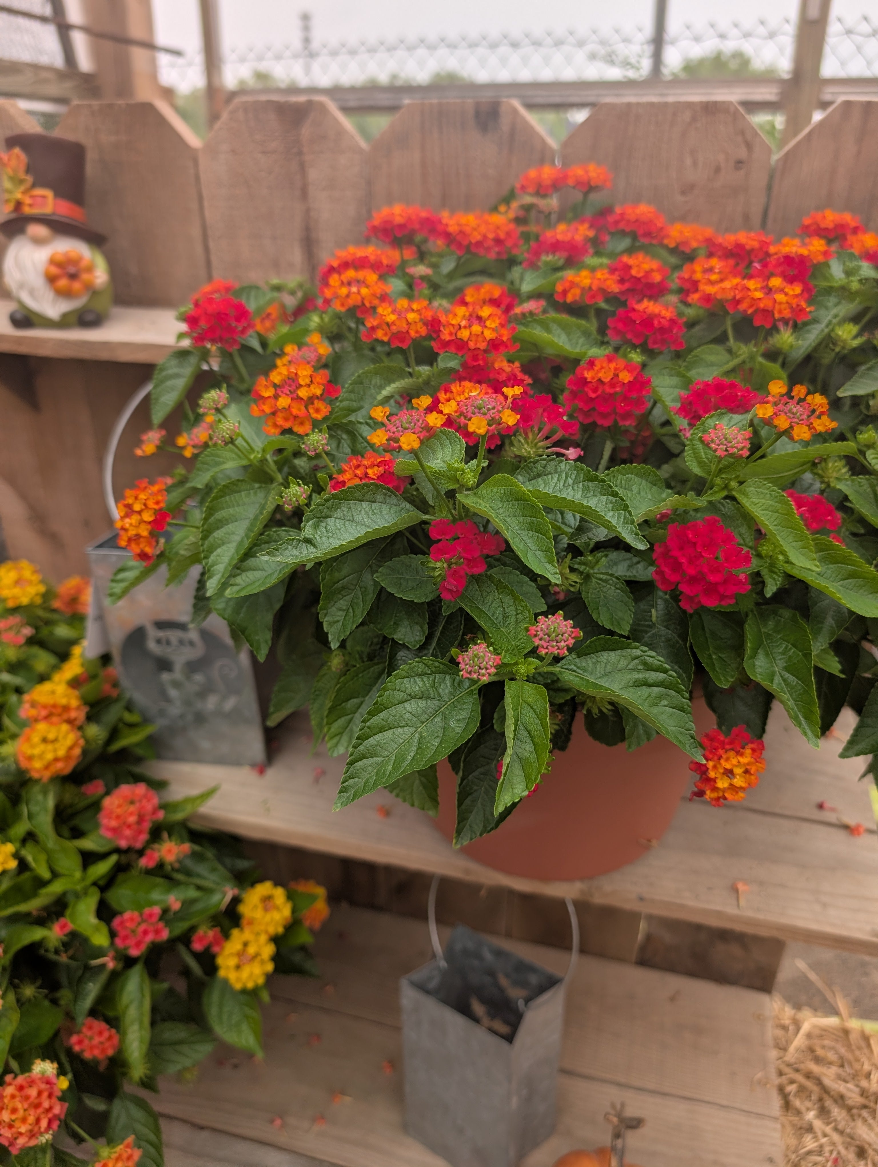 Hot Blooded Red Lantana Porch Pot