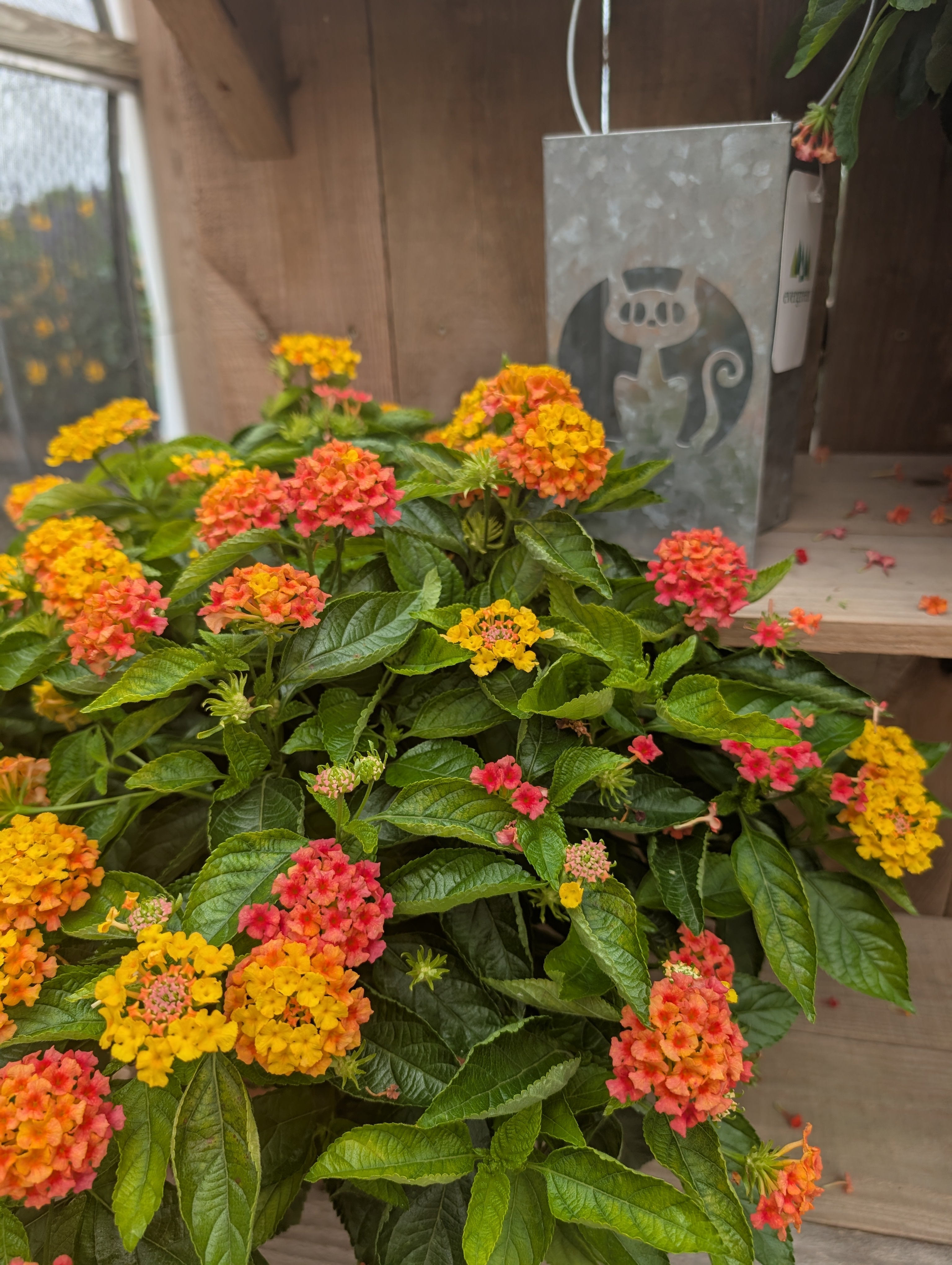 Mango Lantana Porch Pot