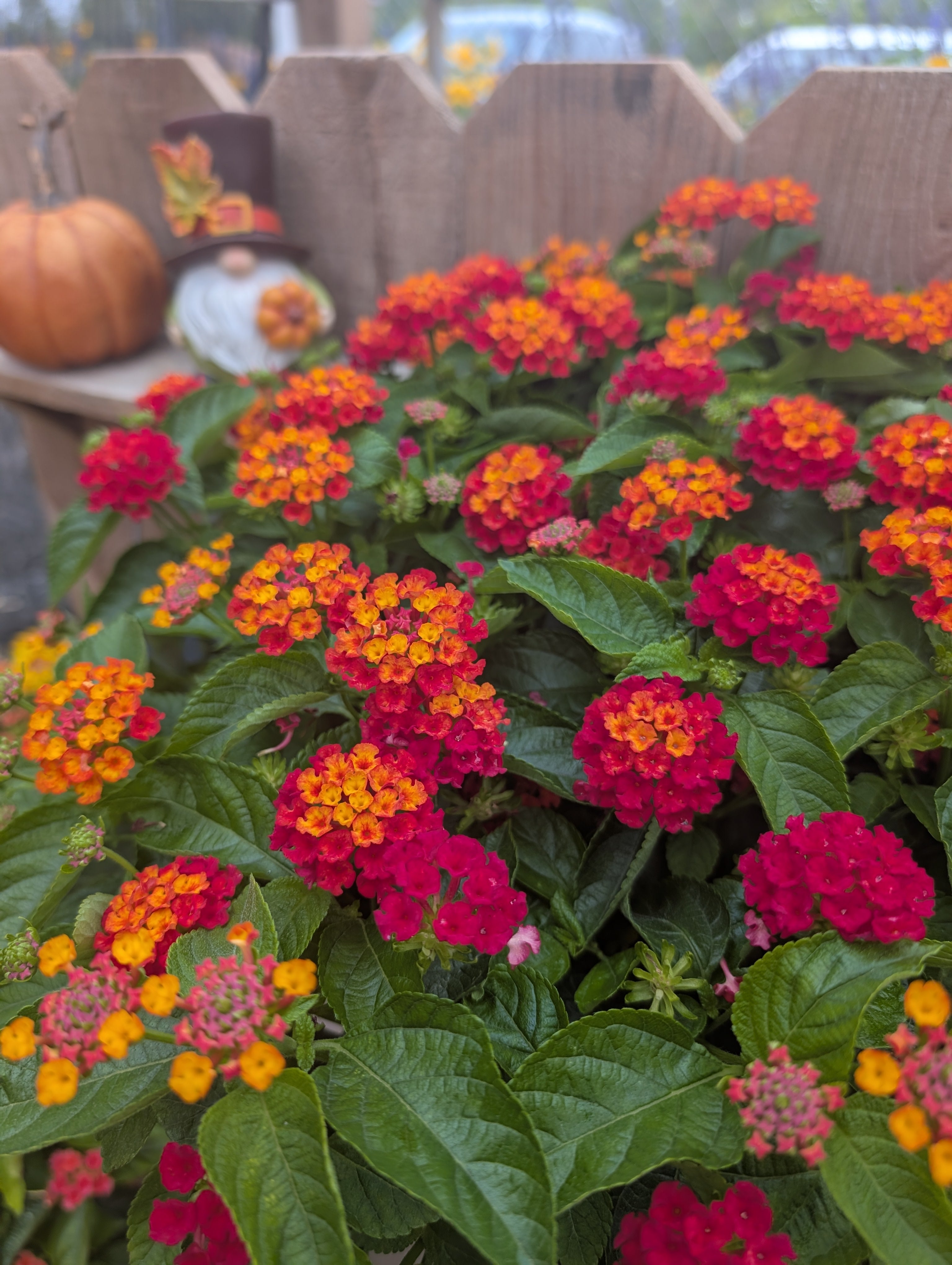 Hot Blooded Red Lantana Porch Pot