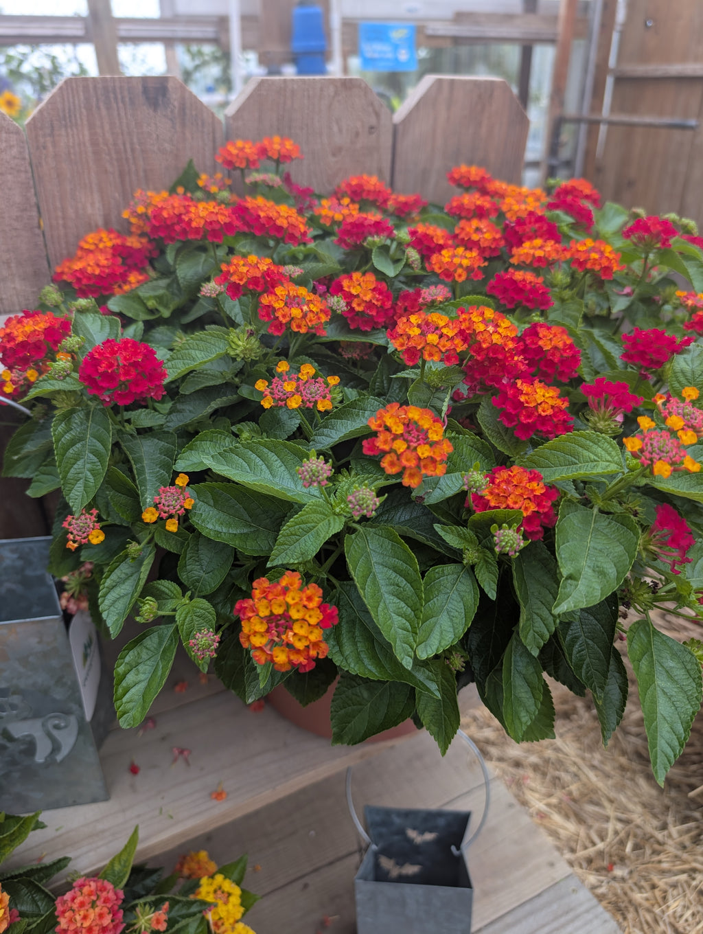 Hot Blooded Red Lantana Porch Pot