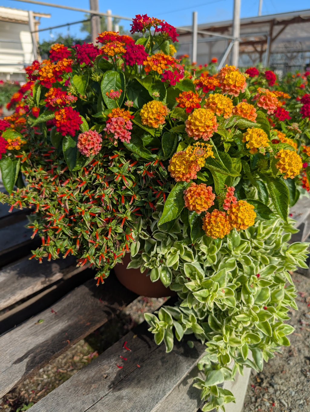 Hummingbird Porch Pot