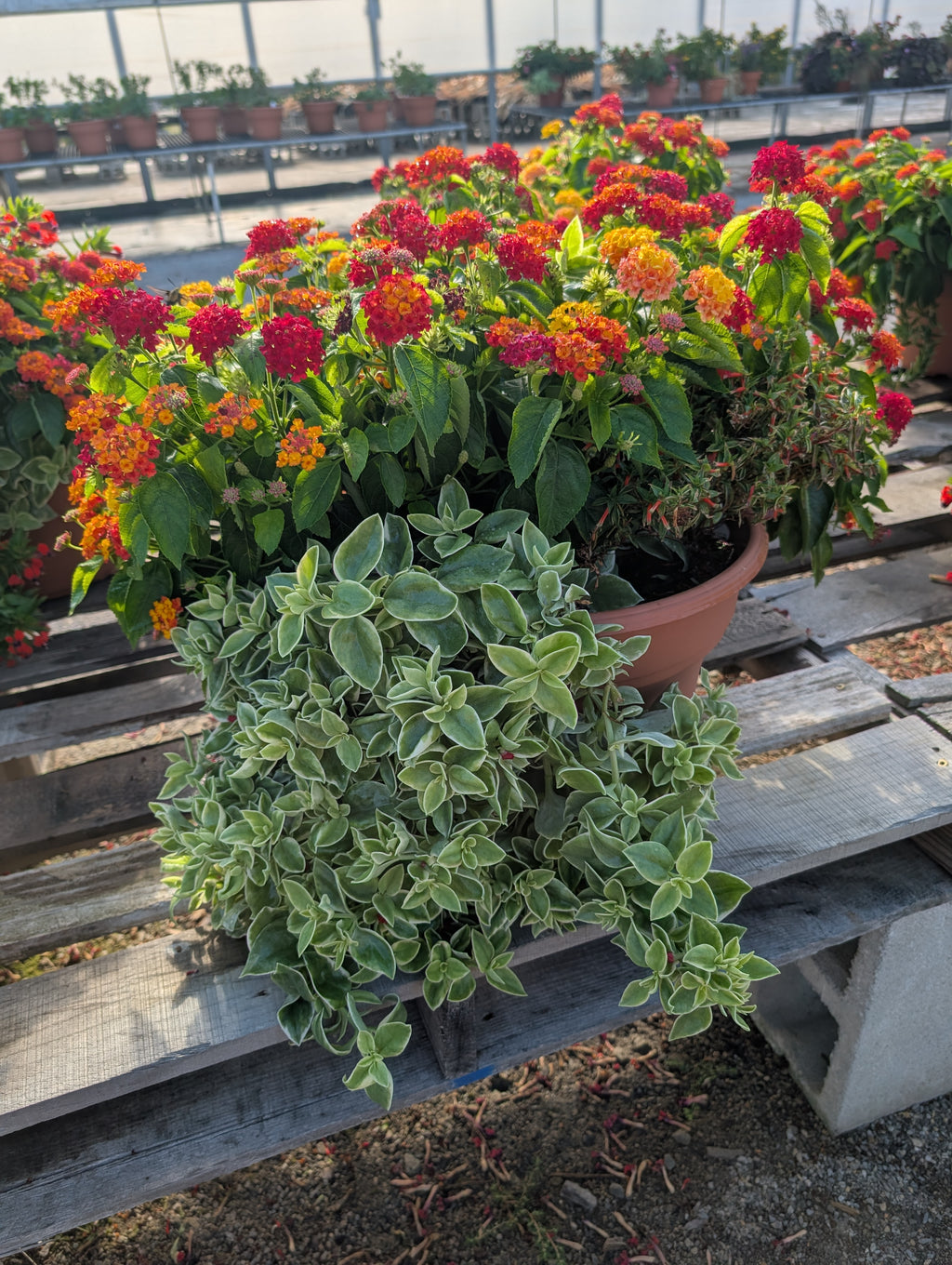 Hummingbird Porch Pot