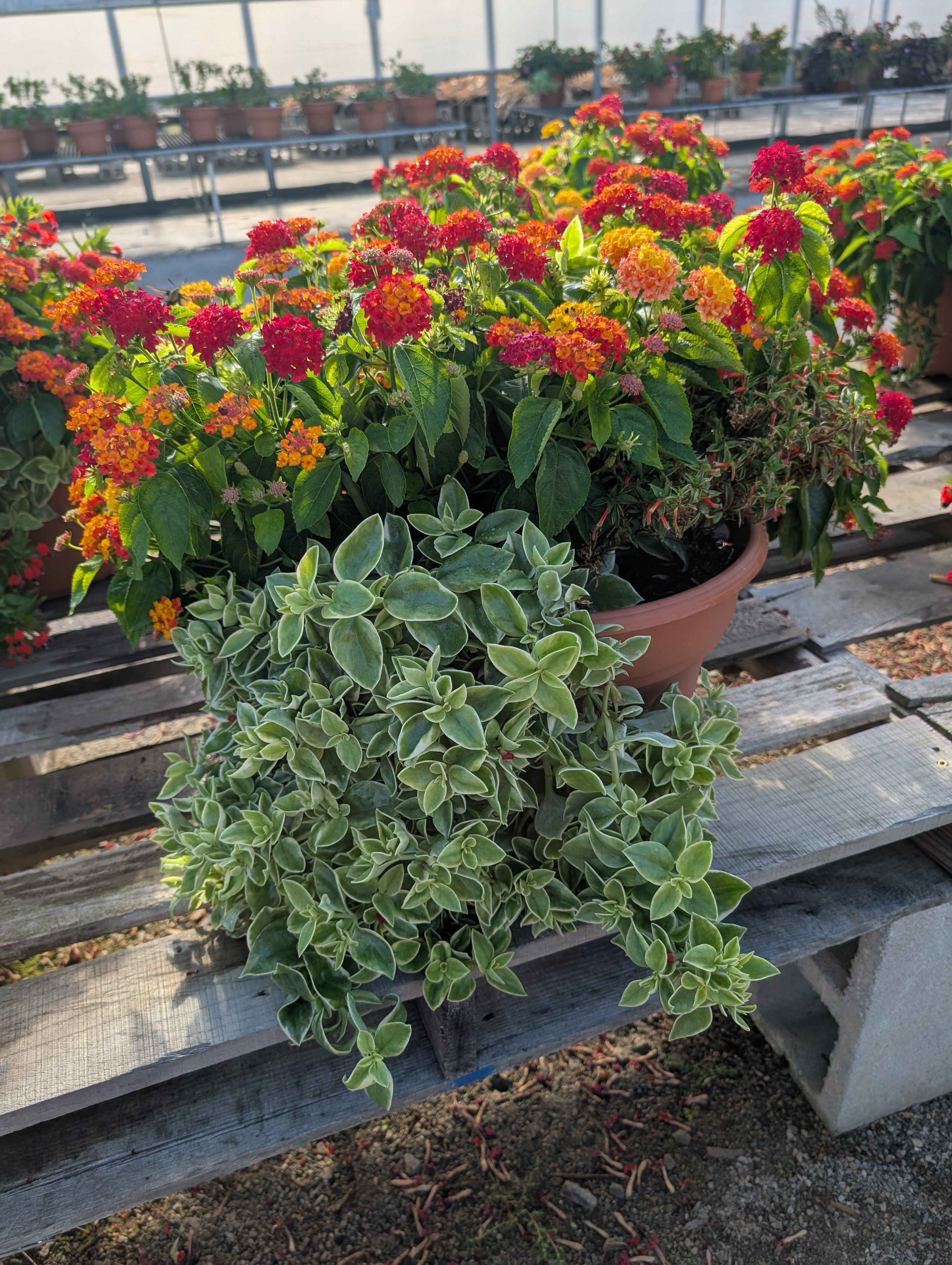 Hummingbird Porch Pot