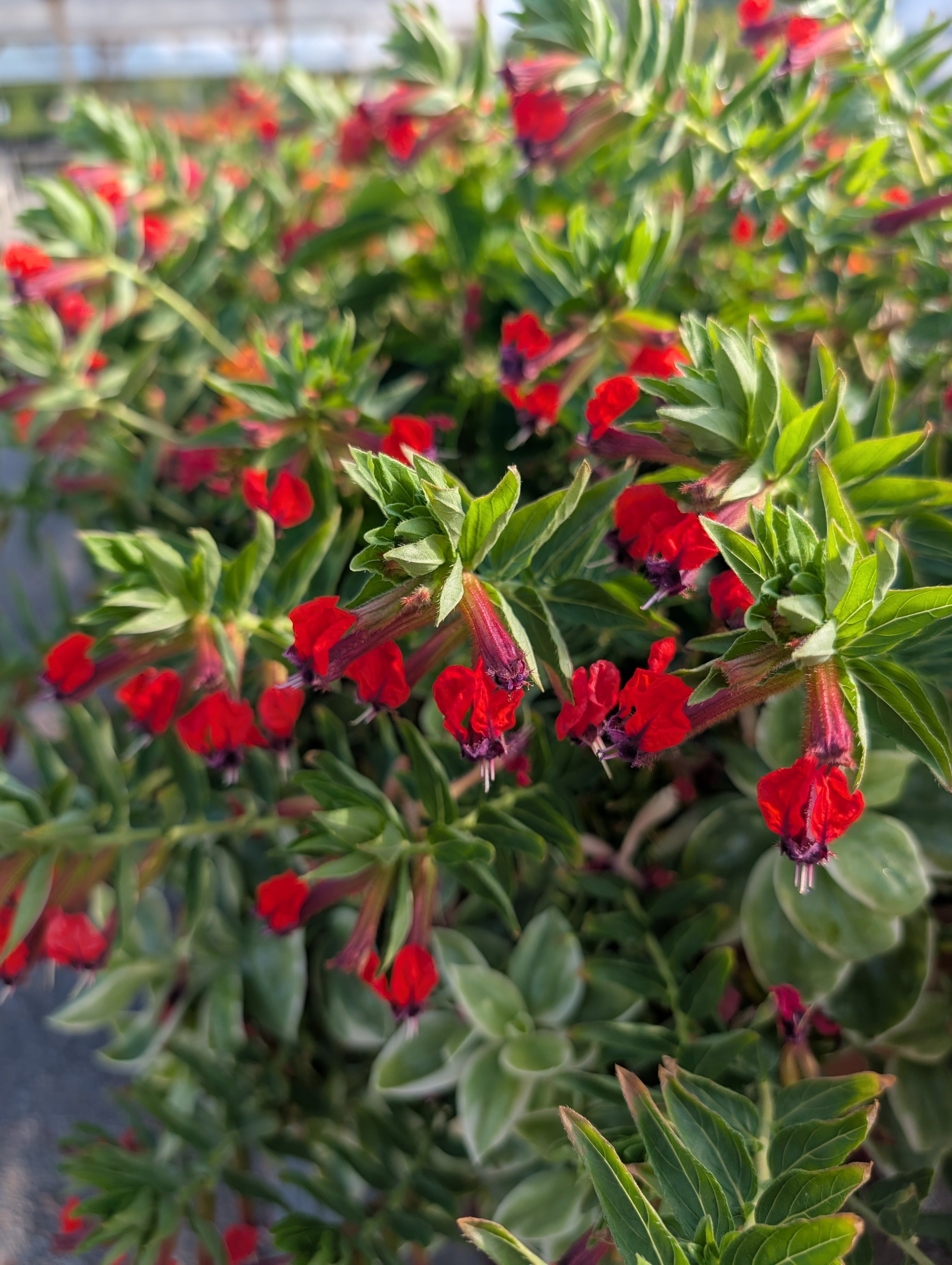 Hummingbird Porch Pot