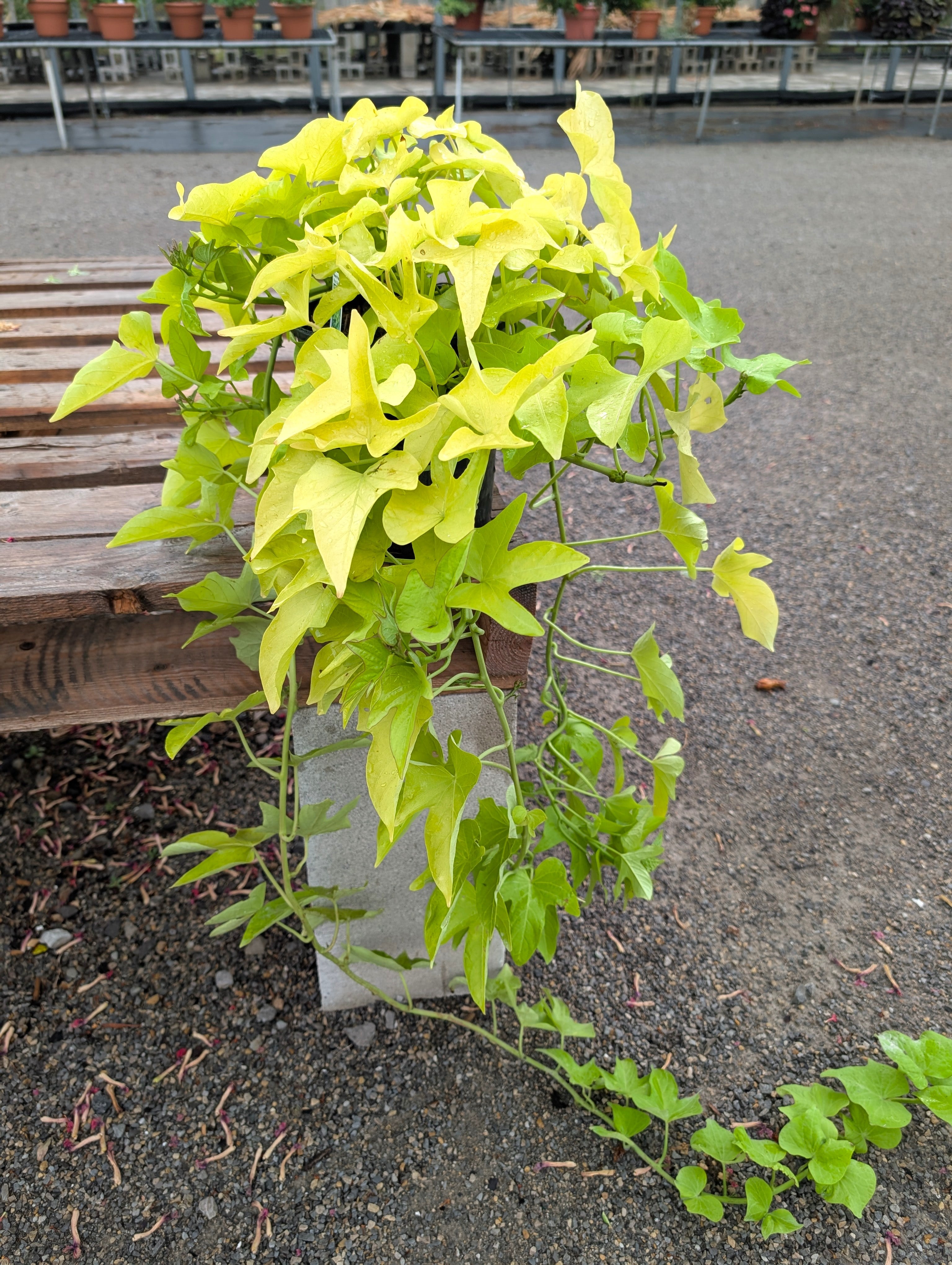 Sweet Potato Vine 1 Gal. Pot