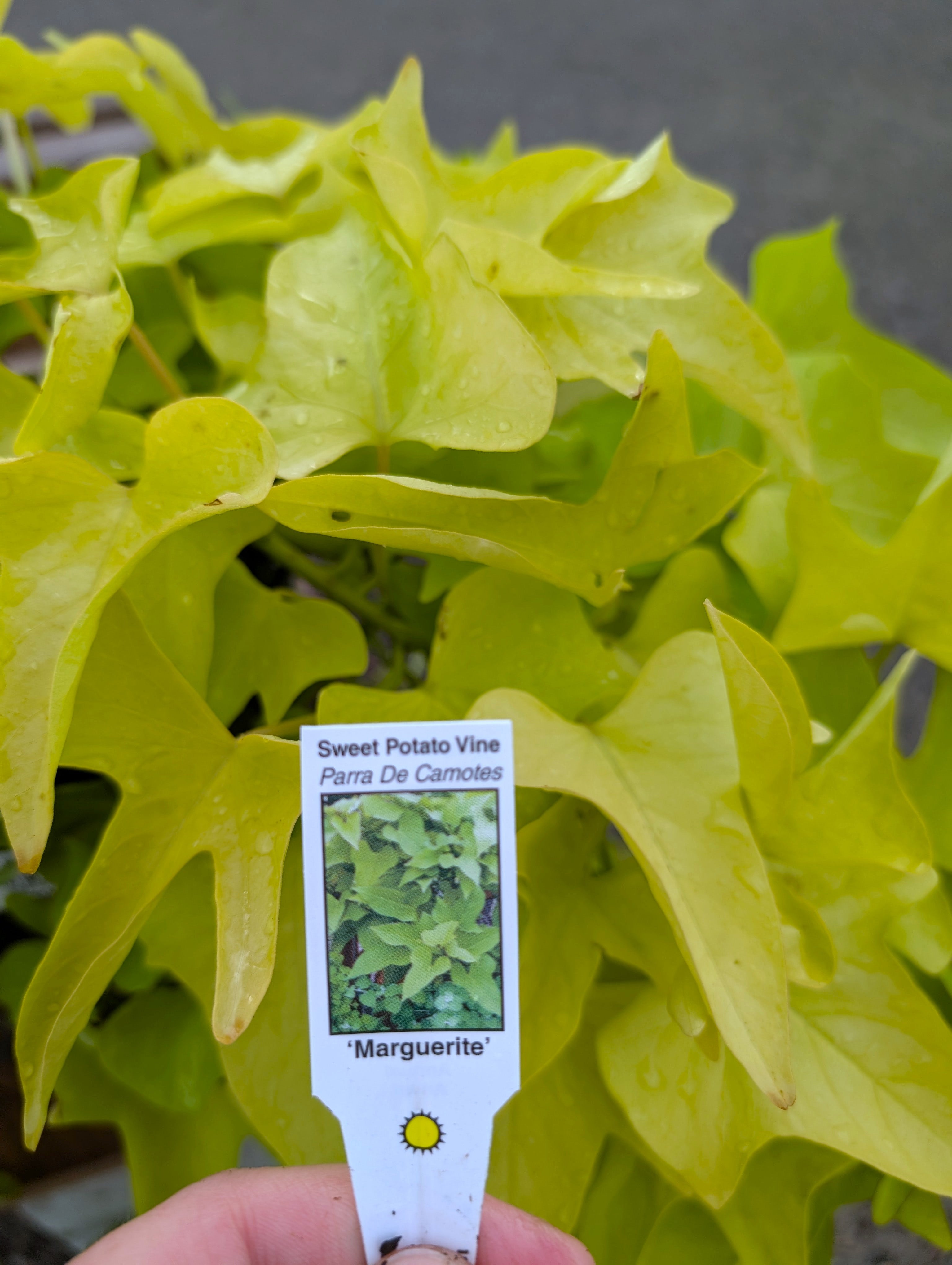 Sweet Potato Vine 1 Gal. Pot