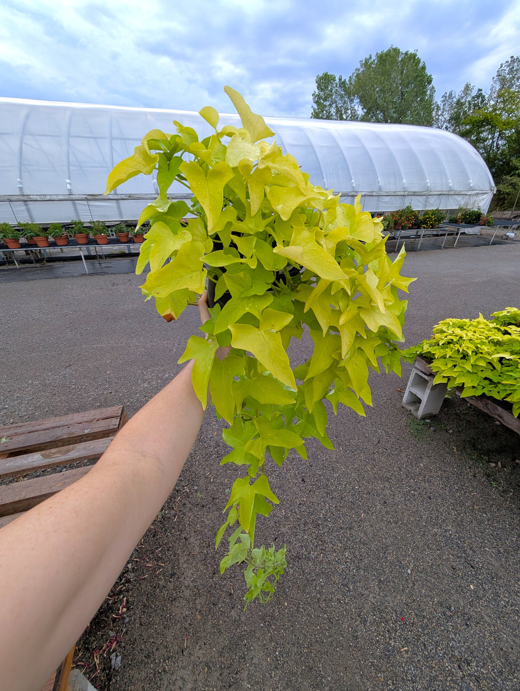 Sweet Potato Vine 1 Gal. Pot