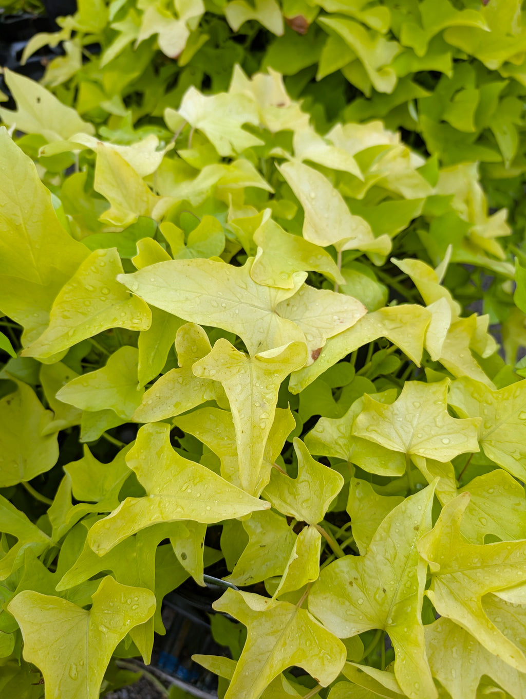 Sweet Potato Vine 1 Gal. Pot