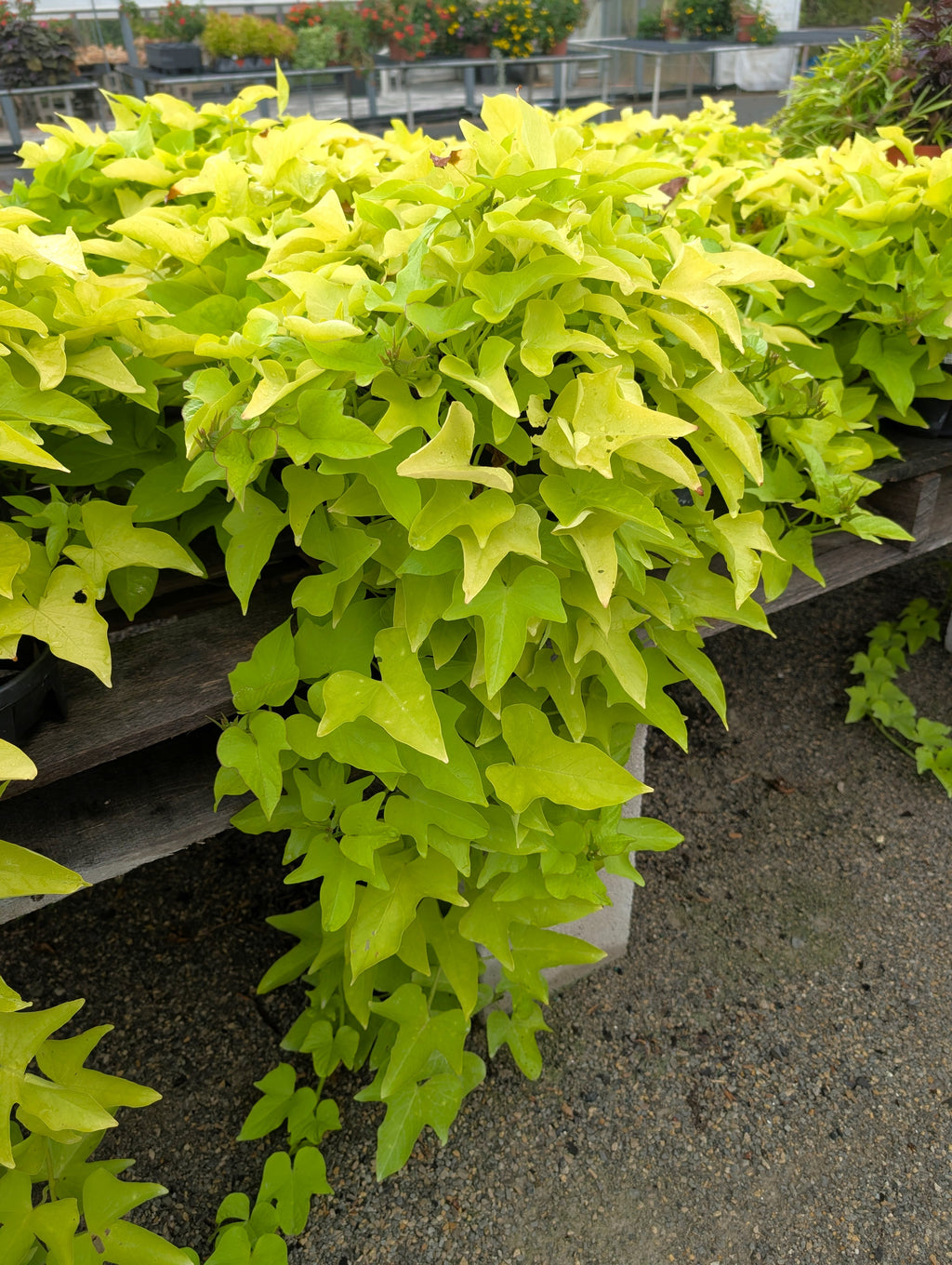 Sweet Potato Vine 1 Gal. Pot