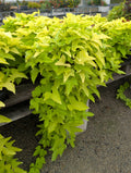 Sweet Potato Vine 1 Gal. Pot