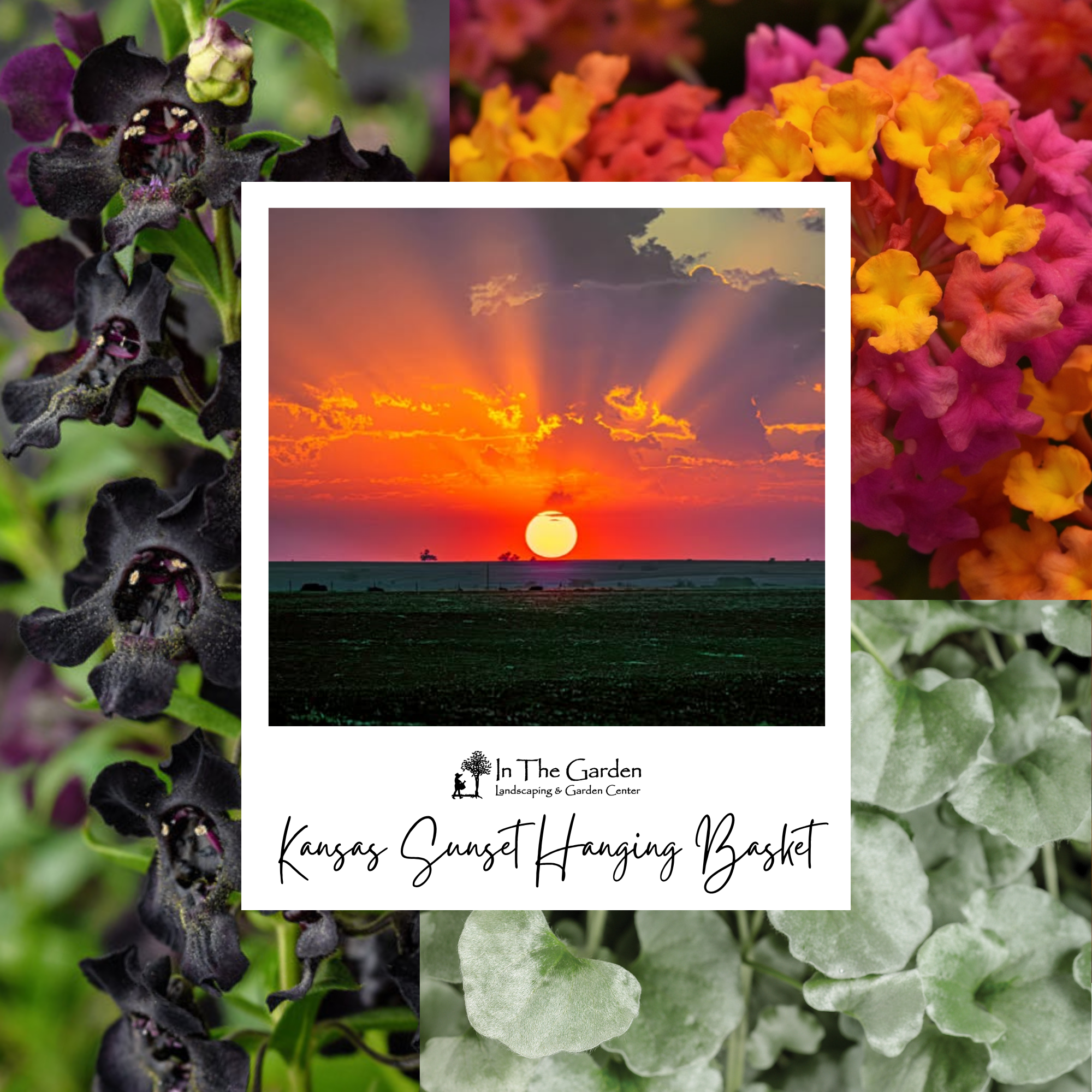 Kansas Sunset Hanging Basket