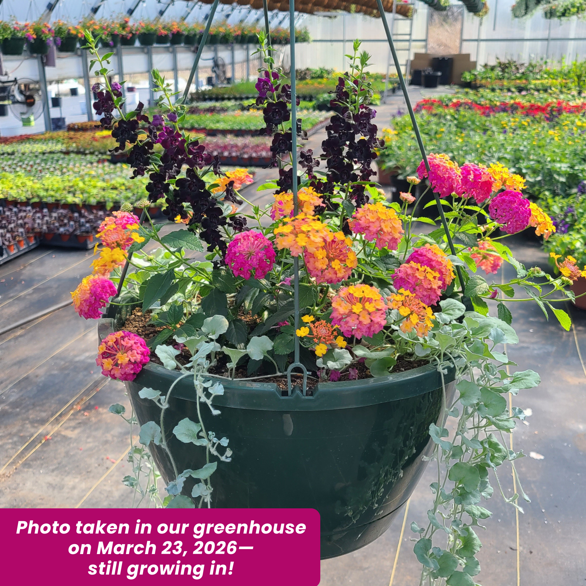Kansas Sunset Hanging Basket