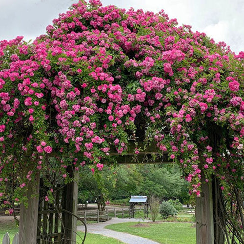 Peggy Martin Climbing Rose