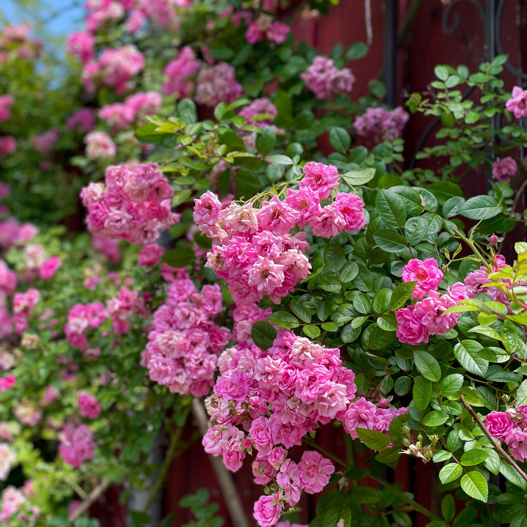 Peggy Martin Climbing Rose