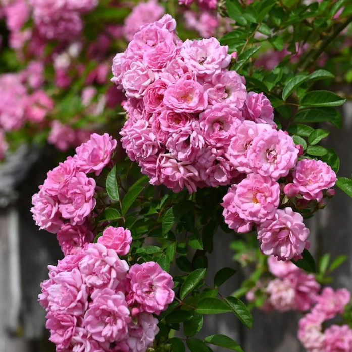 Peggy Martin Climbing Rose